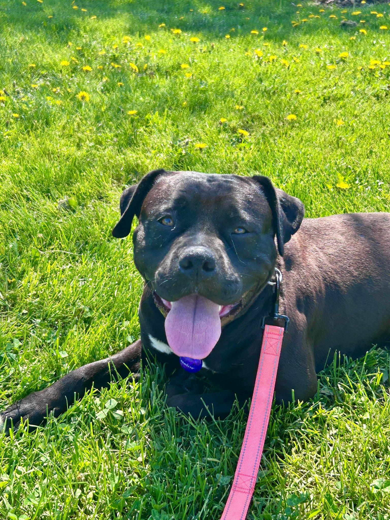Sophie, ADOPTABLE, Young Female Bulldog.