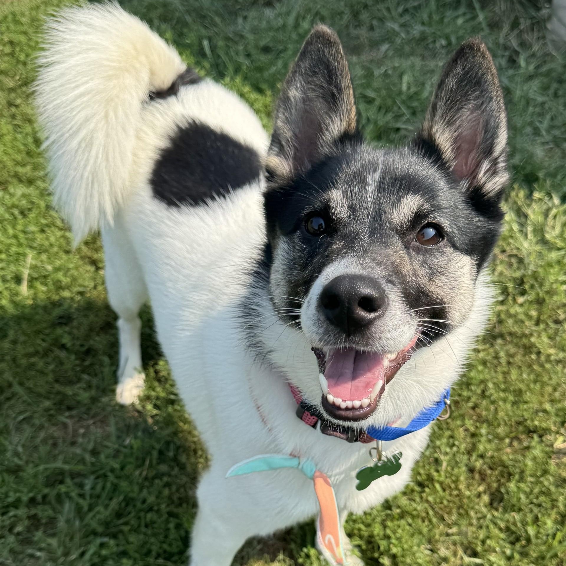 Bonjour, an adoptable Spitz, Siberian Husky in Toledo, OH, 43615 | Photo Image 3