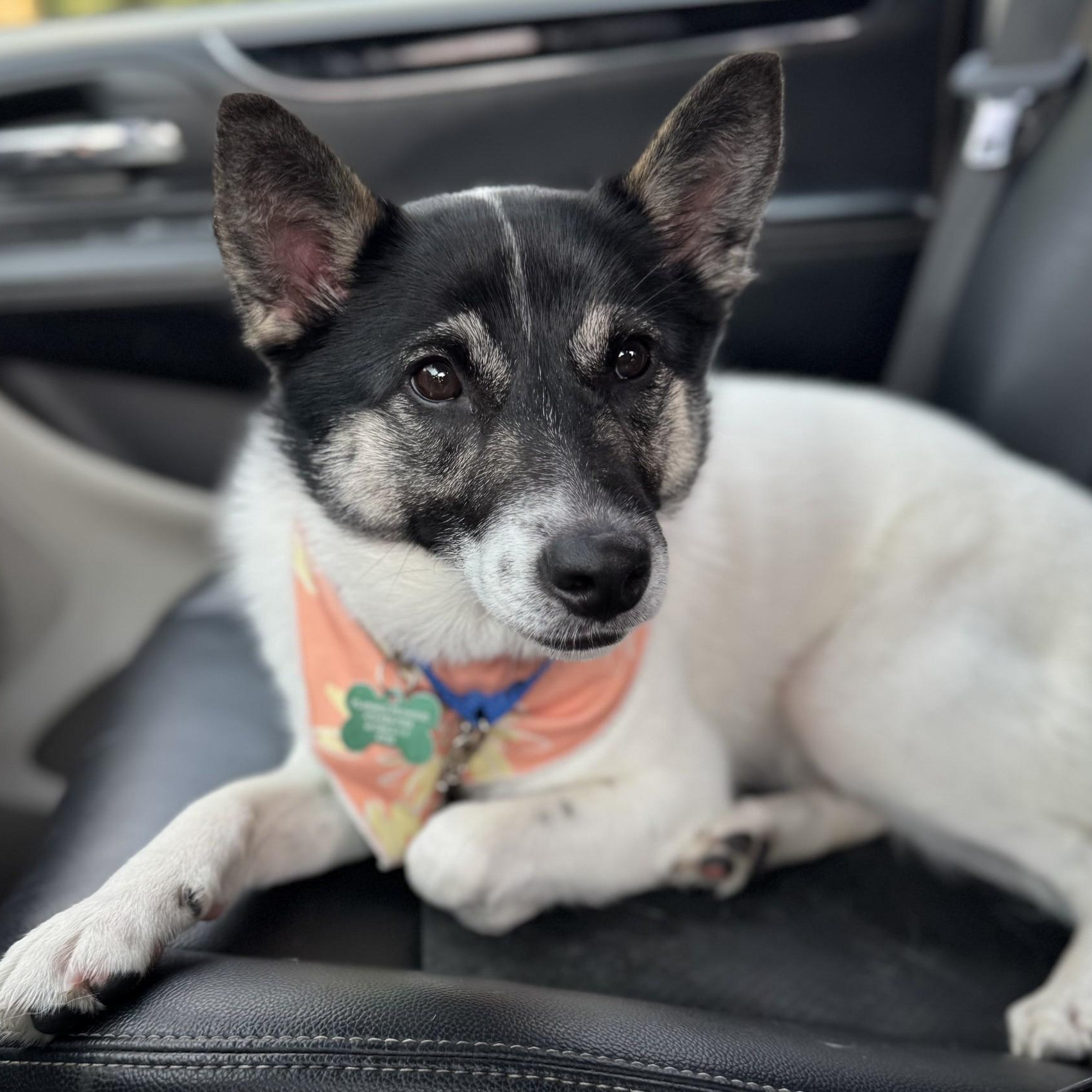 Bonjour, an adoptable Spitz, Siberian Husky in Toledo, OH, 43615 | Photo Image 2
