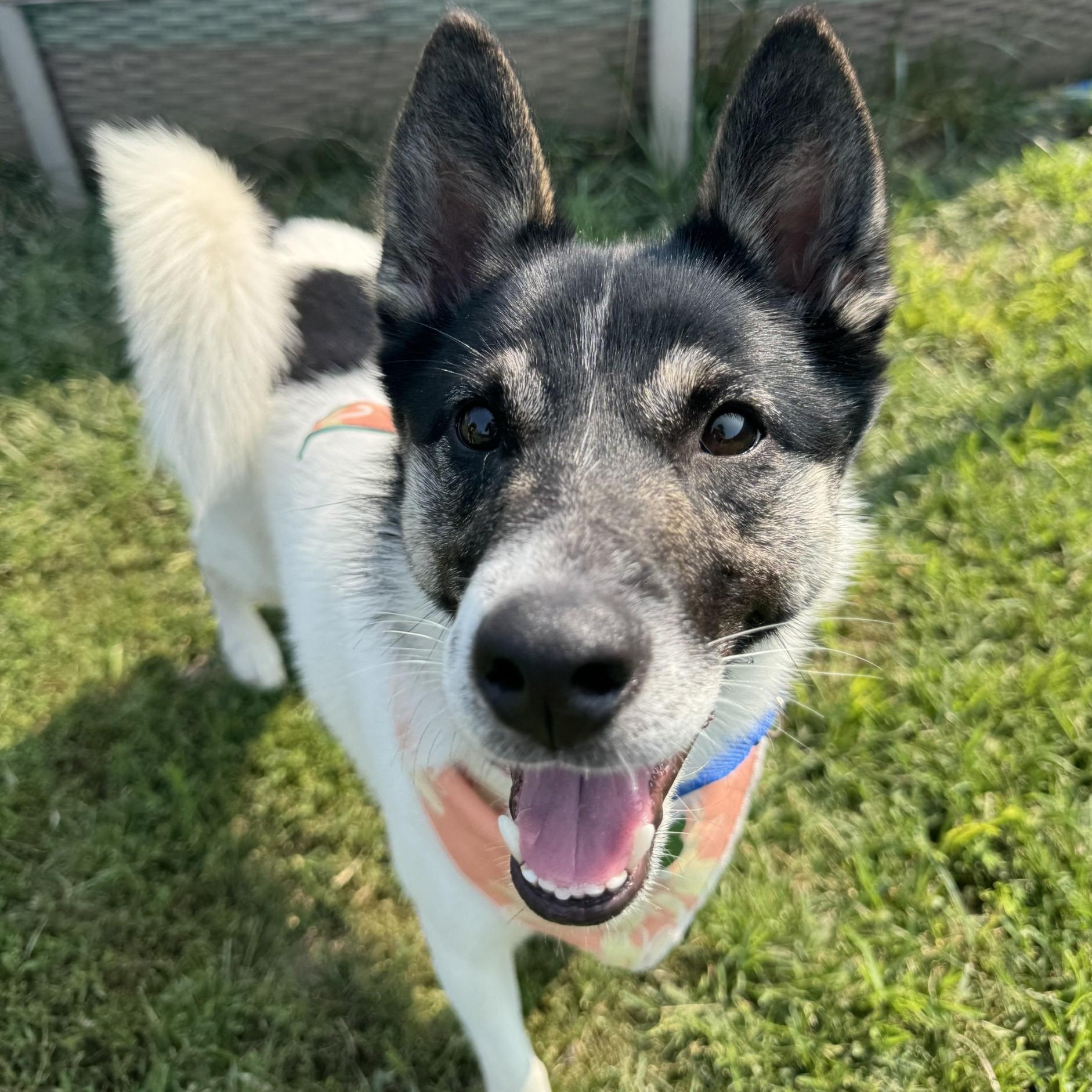 Bonjour, an adoptable Spitz, Siberian Husky in Toledo, OH, 43615 | Photo Image 1