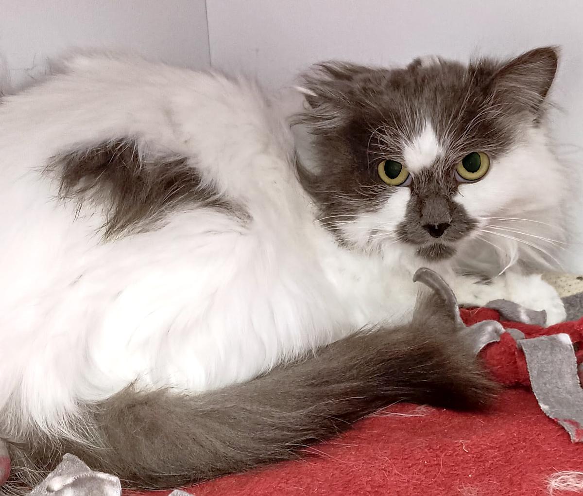 Enlarge Duchess, a ADOPTABLE Domestic Long Hair in Washburn, WI image 1/1