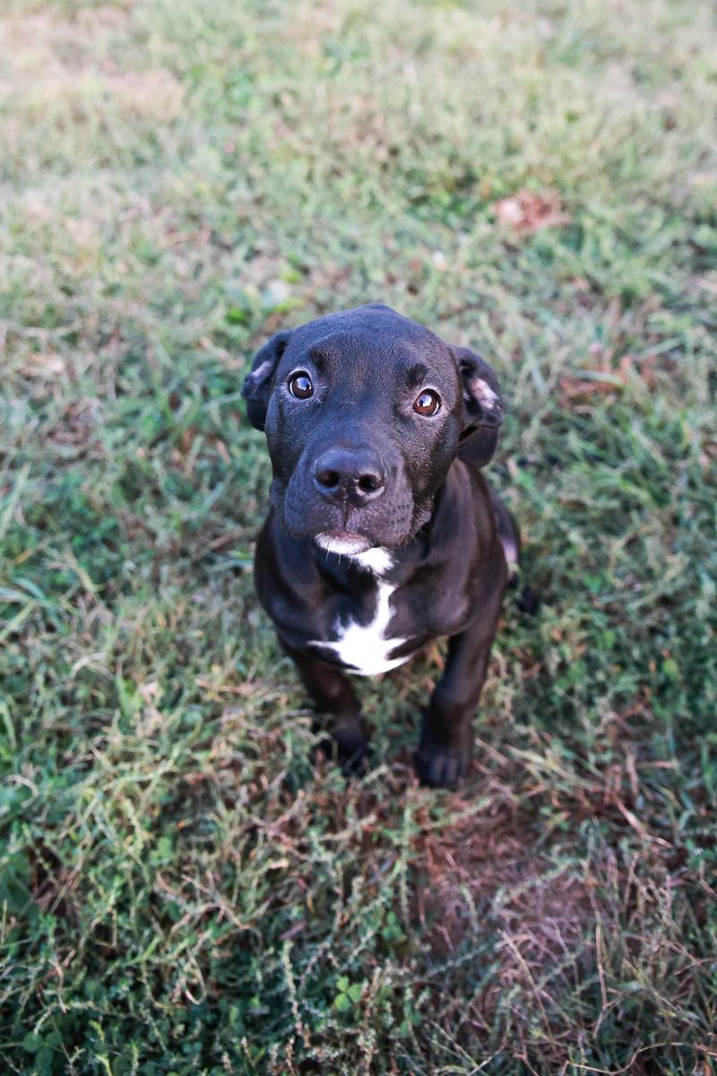 Enlarge Bruno, a Adoptable mixed breed in Loogootee, IN image 3/5