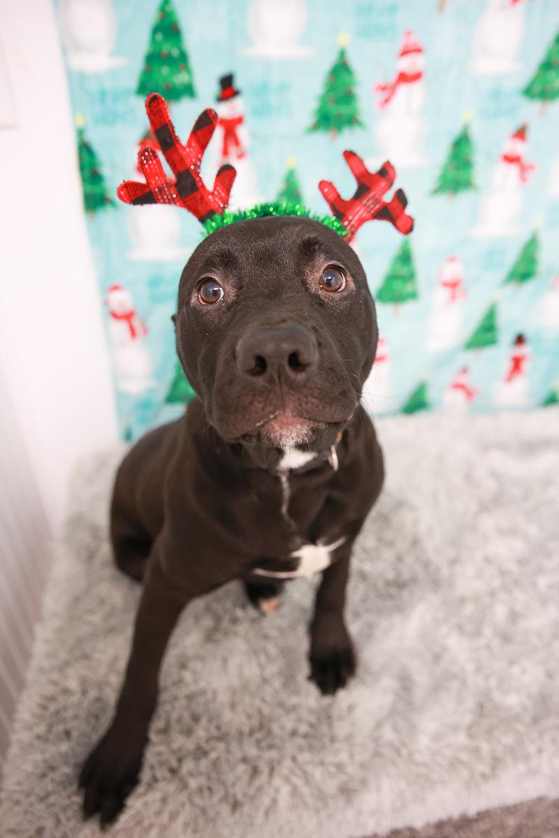 Enlarge Bruno, a Adoptable mixed breed in Loogootee, IN image 2/5