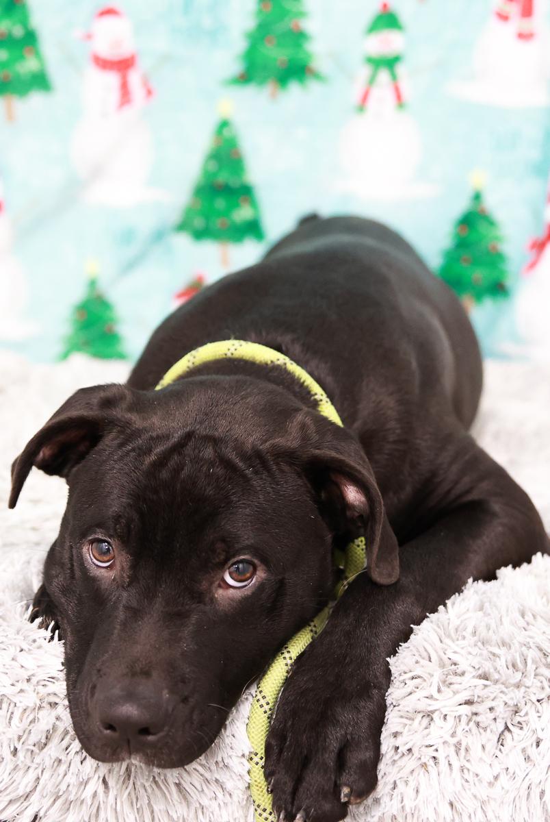 Enlarge Bruno, a Adoptable mixed breed in Loogootee, IN image 5/5