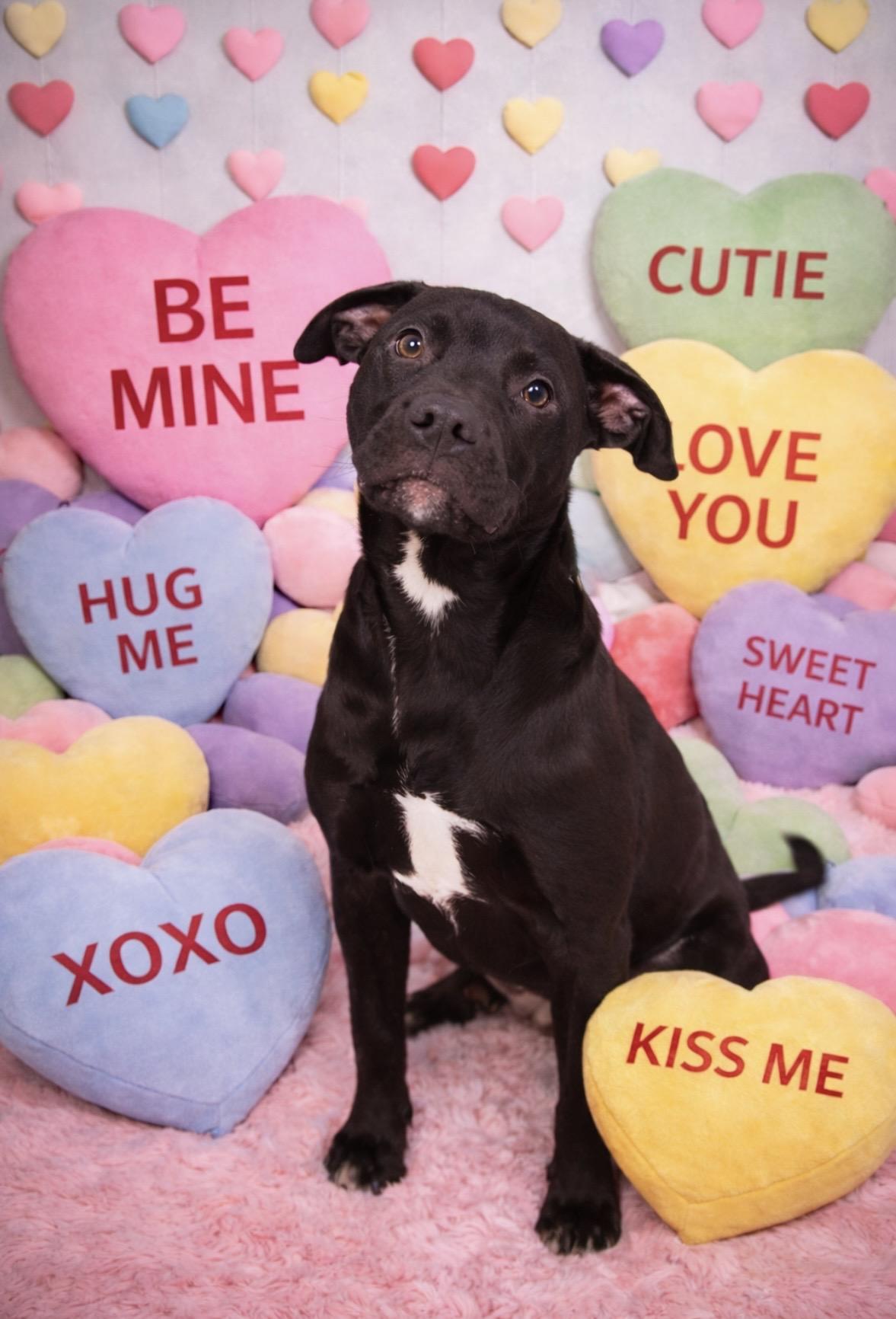 Bruno, Adoptable, Young Male Pit Bull Terrier.