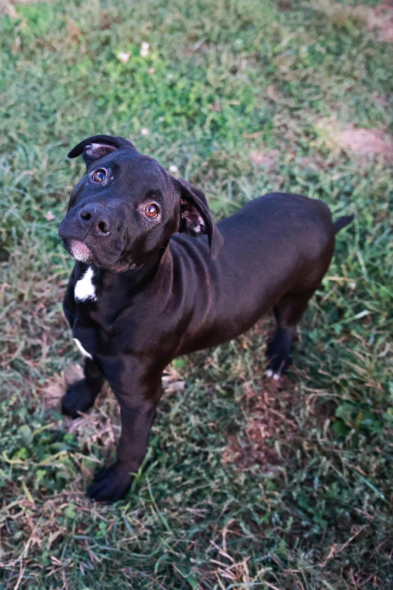 Enlarge Bruno, a Adoptable mixed breed in Loogootee, IN image 4/5