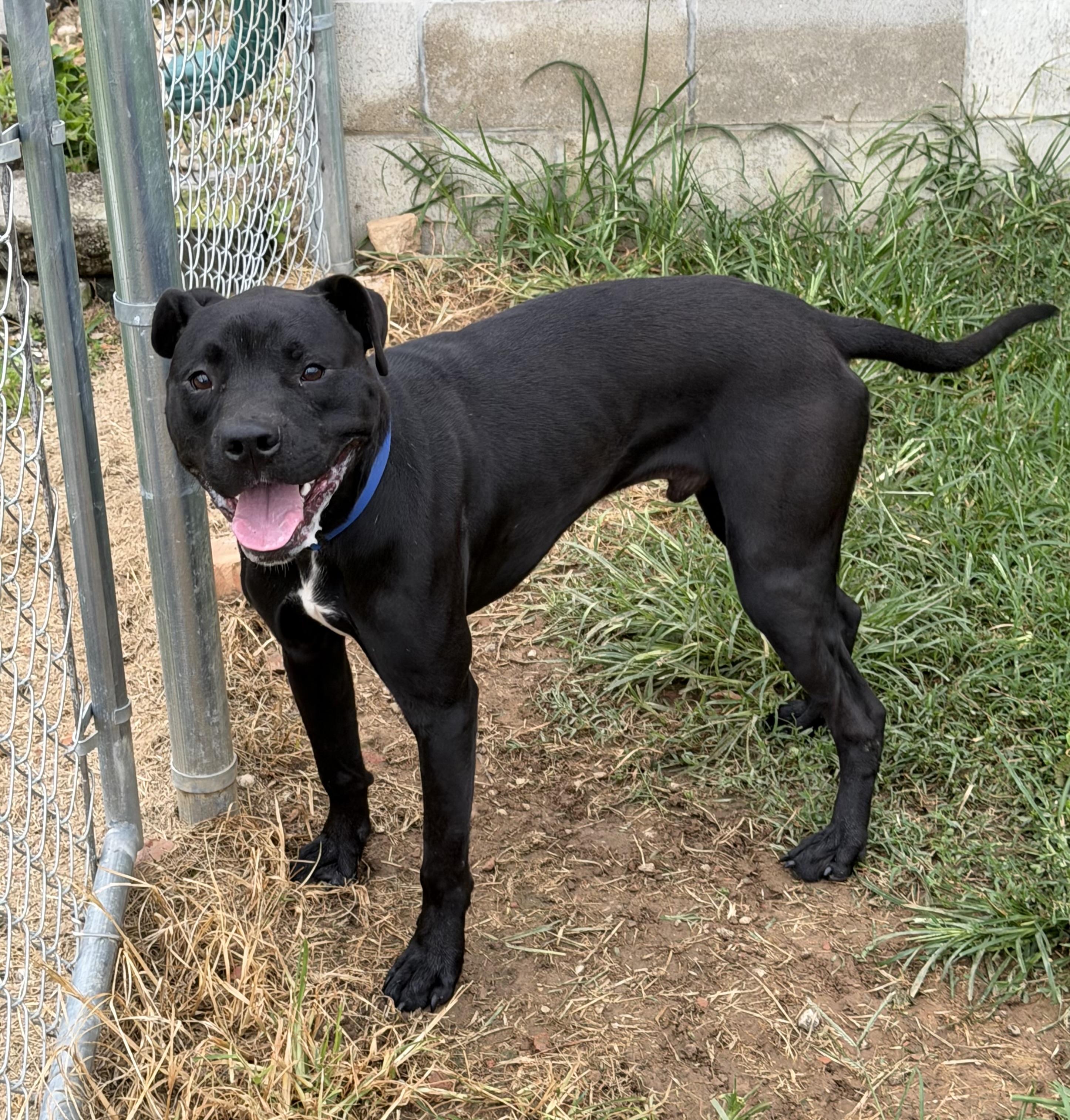 Maverick, Adoptable, Young Male Pit Bull Terrier.