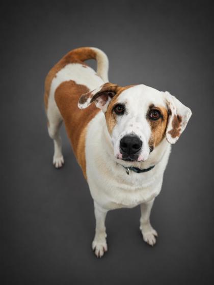 Enlarge Buck, a Adoptable mixed breed in Bowling Green, KY image 1/2
