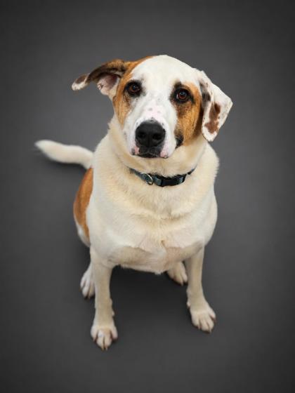Enlarge Buck, a Adoptable mixed breed in Bowling Green, KY image 2/2