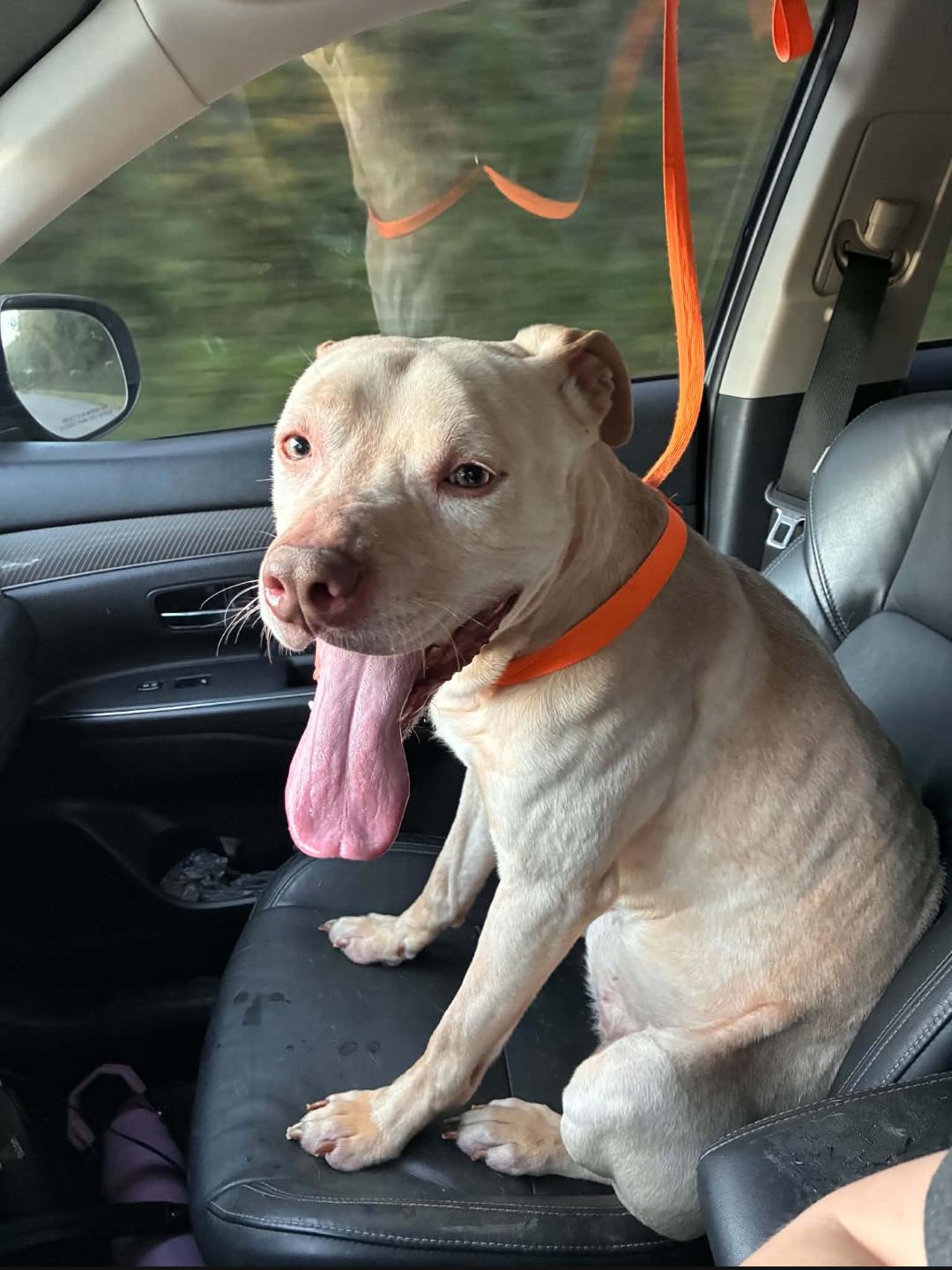 Enlarge Buddy - FOSTER HOME NEEDED RIGHT NOW, a Adoptable Staffordshire Bull Terrier in Knoxville, TN image 6/6