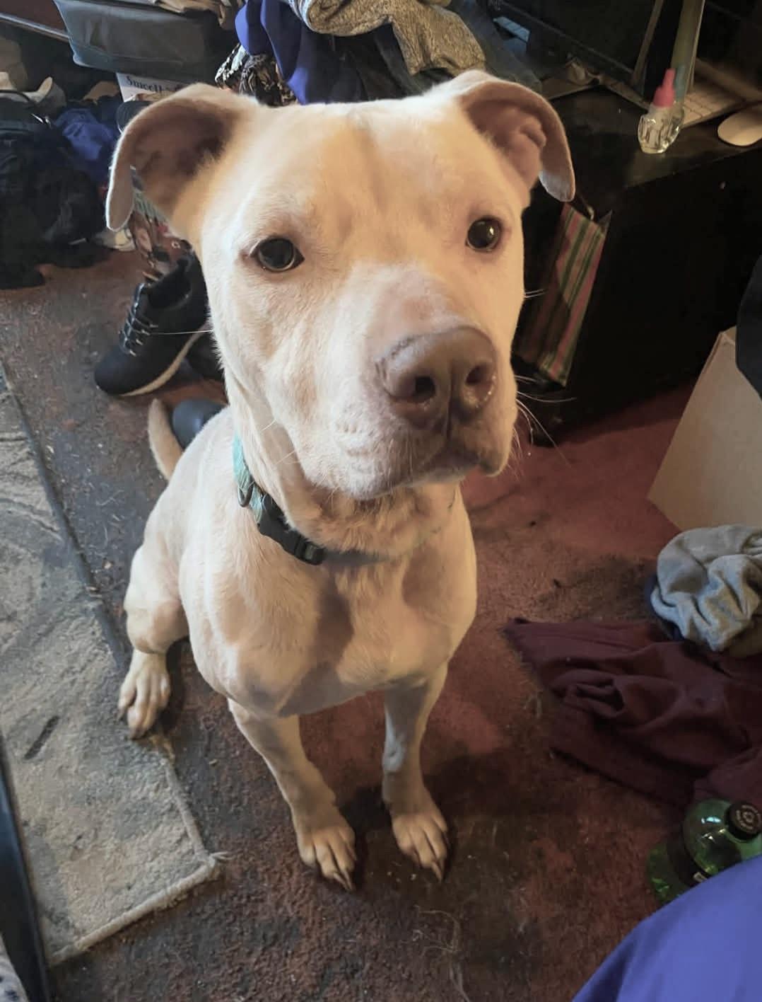Enlarge Buddy - FOSTER HOME NEEDED RIGHT NOW, a Adoptable Staffordshire Bull Terrier in Knoxville, TN image 4/6