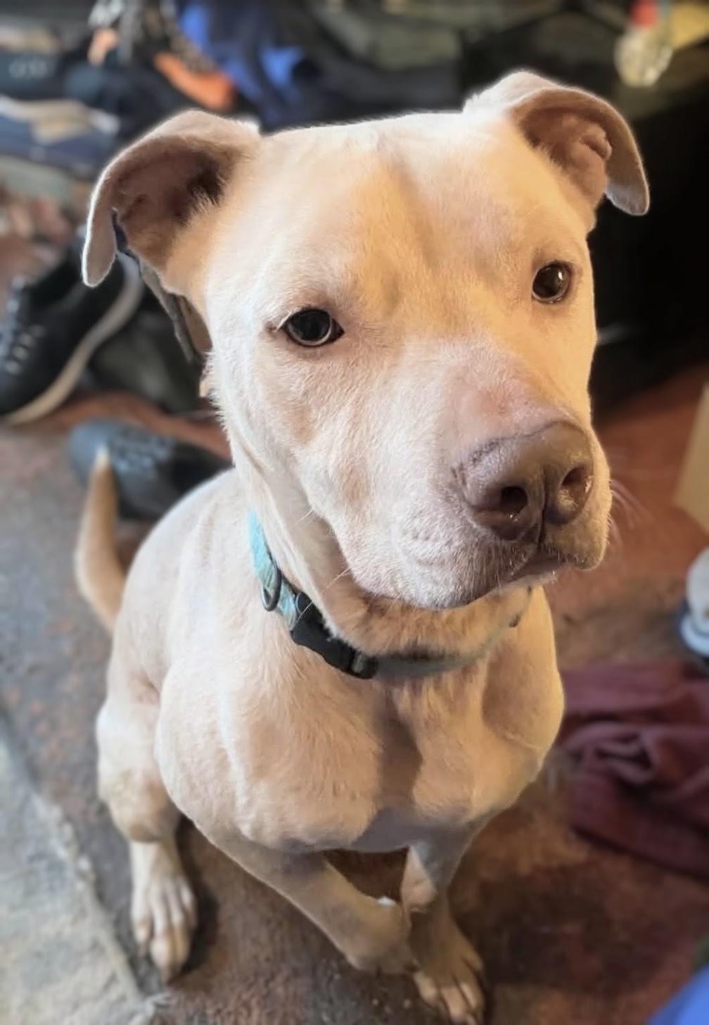 Enlarge Buddy - FOSTER HOME NEEDED RIGHT NOW, a Adoptable Staffordshire Bull Terrier in Knoxville, TN image 5/6