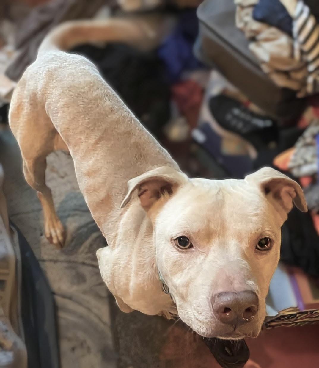 Enlarge Buddy - FOSTER HOME NEEDED RIGHT NOW, a Adoptable Staffordshire Bull Terrier in Knoxville, TN image 3/6