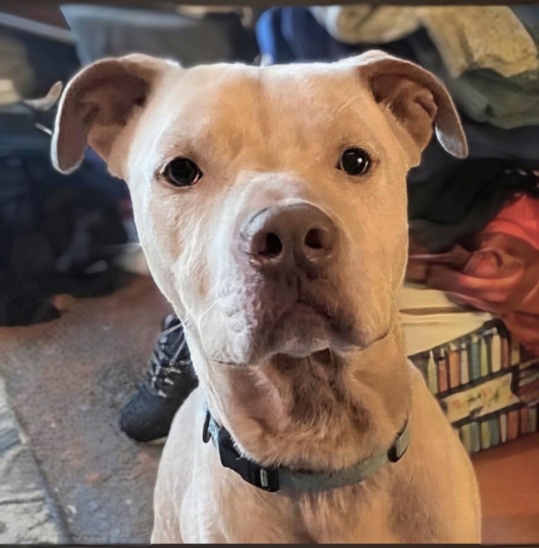 Buddy - FOSTER HOME NEEDED RIGHT NOW, Adoptable, Young Male Staffordshire Bull Terrier.