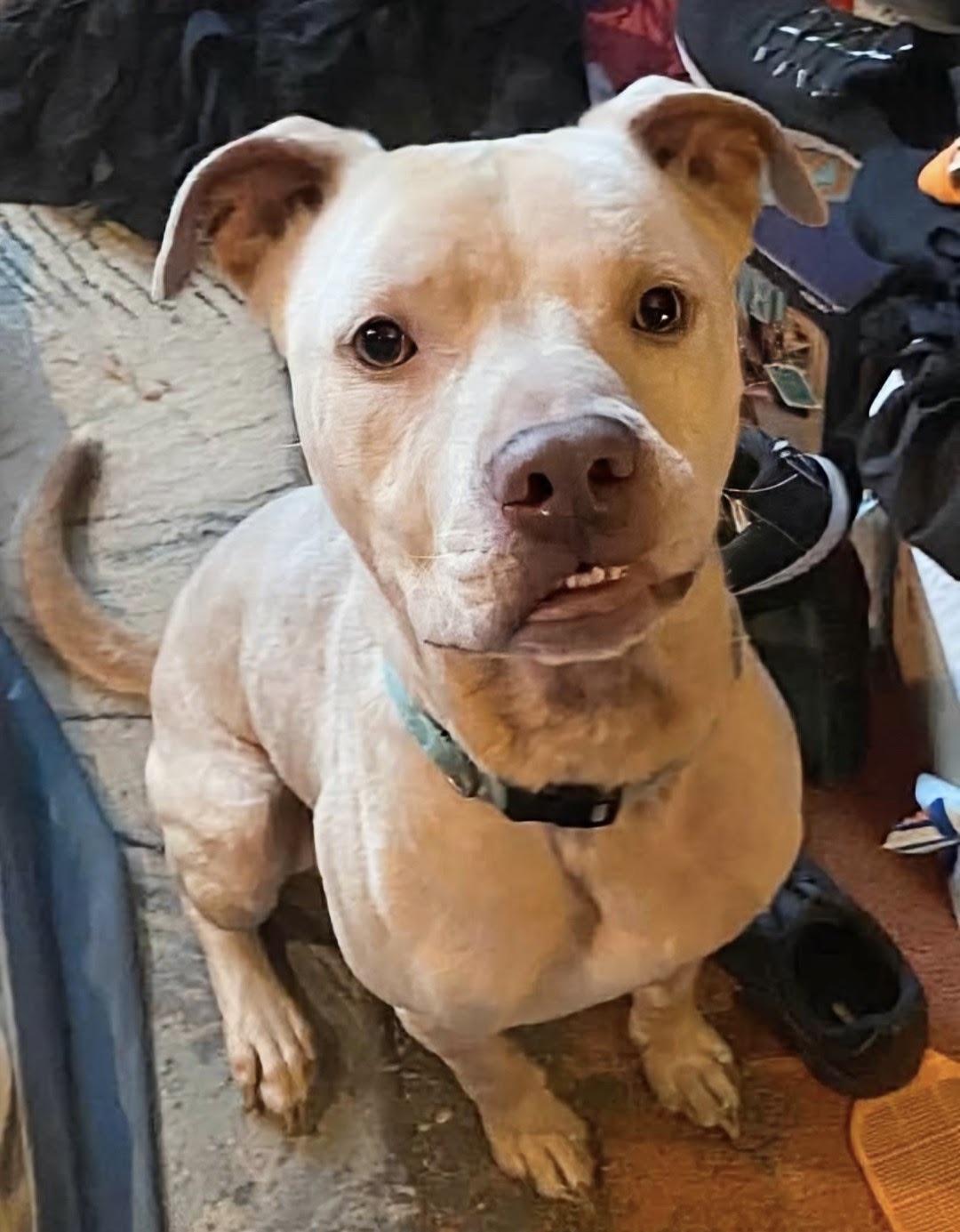 Enlarge Buddy - FOSTER HOME NEEDED RIGHT NOW, a Adoptable Staffordshire Bull Terrier in Knoxville, TN image 2/6