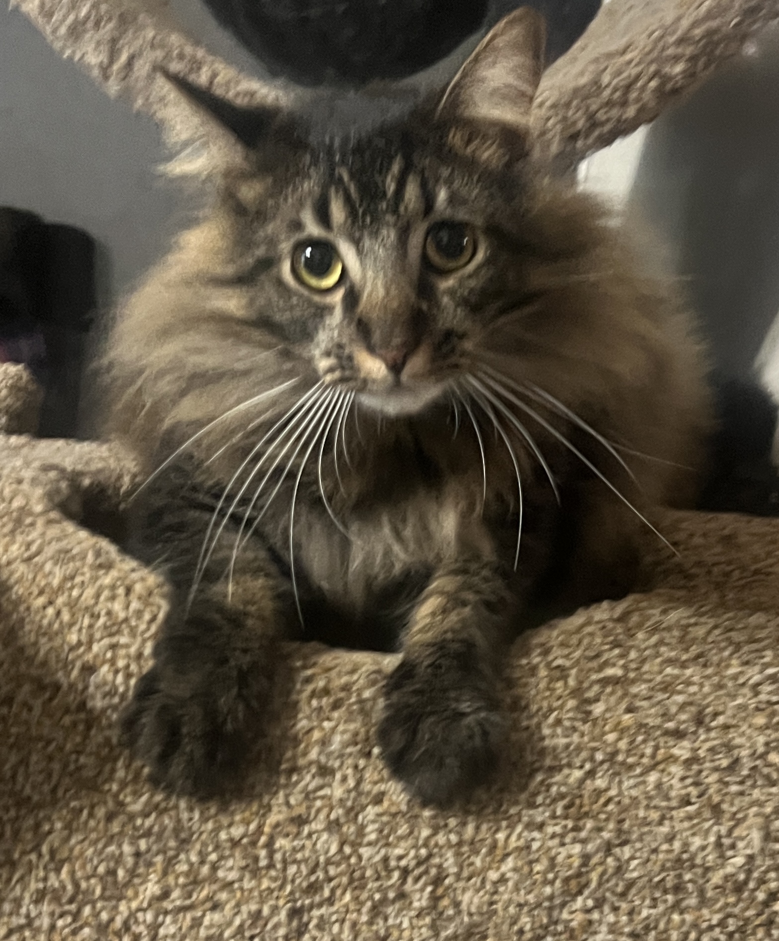 Enlarge Gus, an adoptable Domestic Long Hair in Jacksonville, FL image 4/5