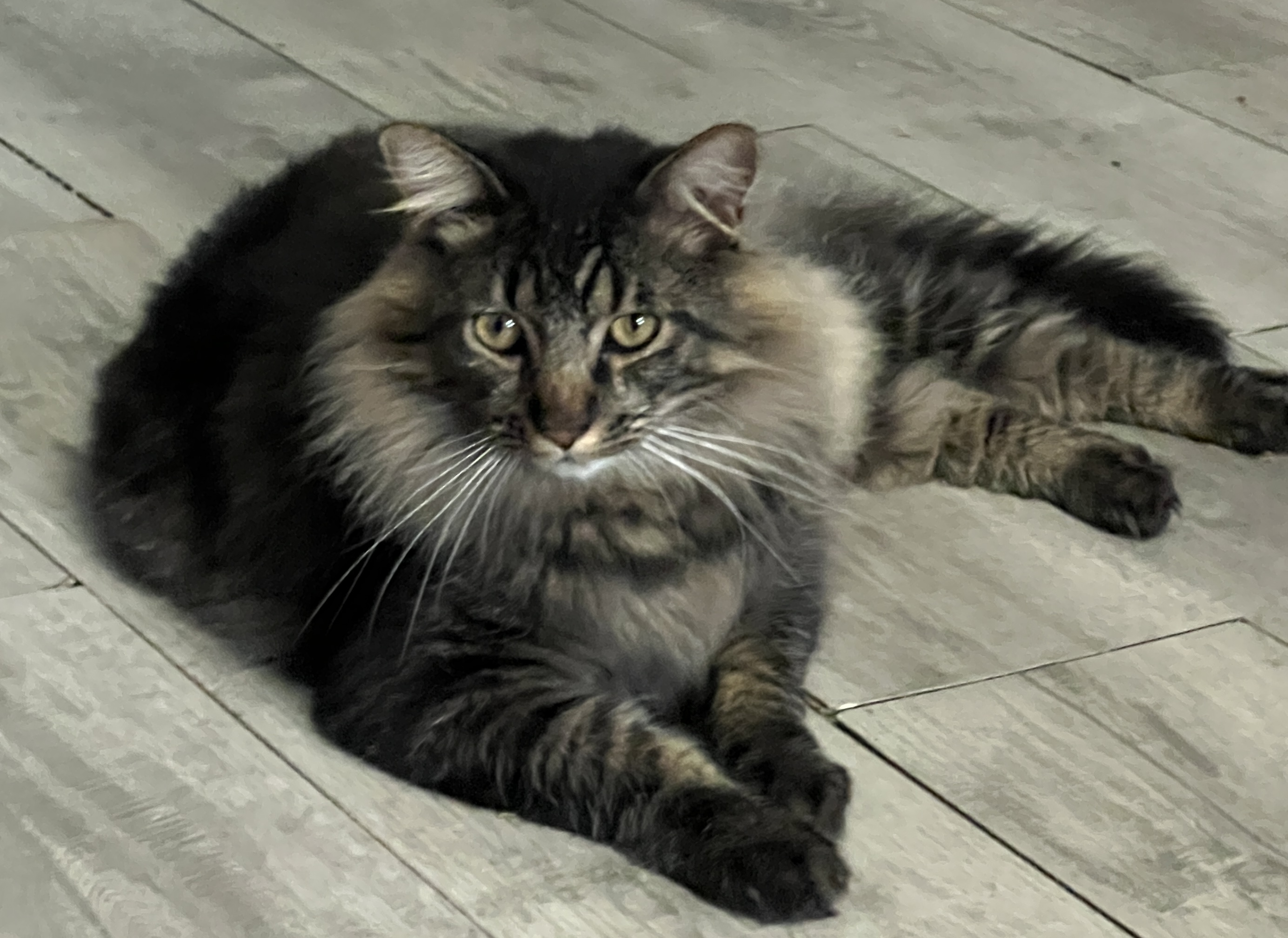 Gus, adoptable, Adult Male Domestic Long Hair.
