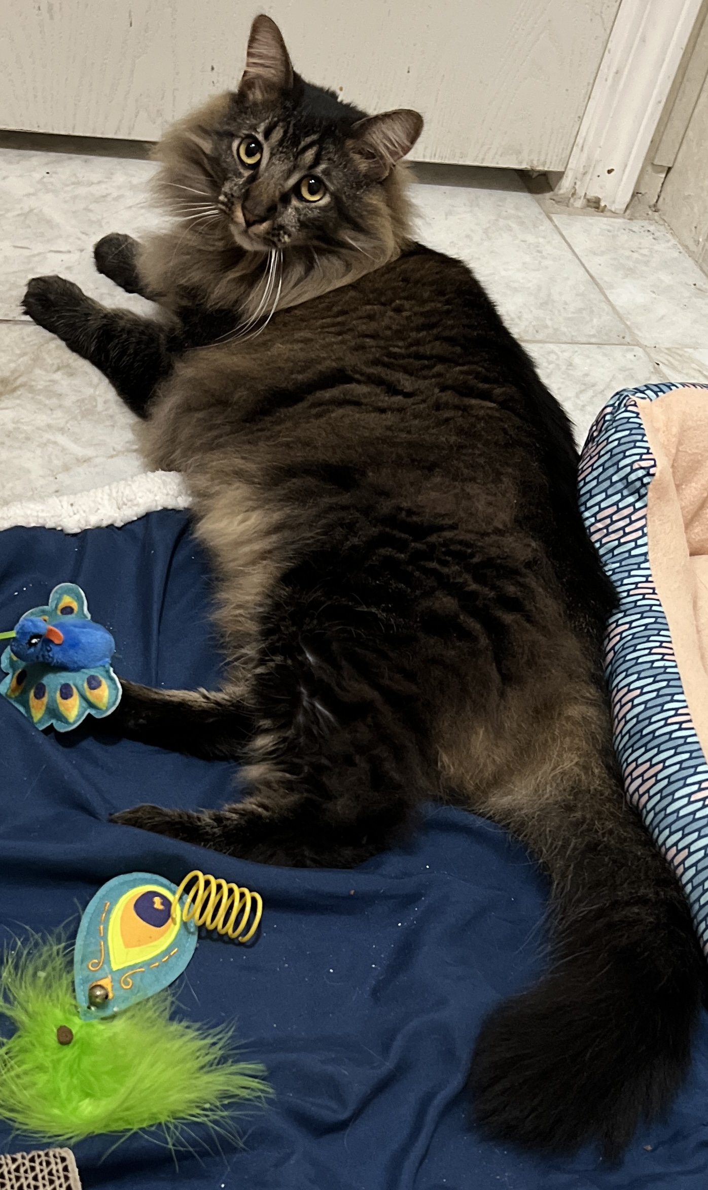 Enlarge Gus, an adoptable Domestic Long Hair in Jacksonville, FL image 2/5