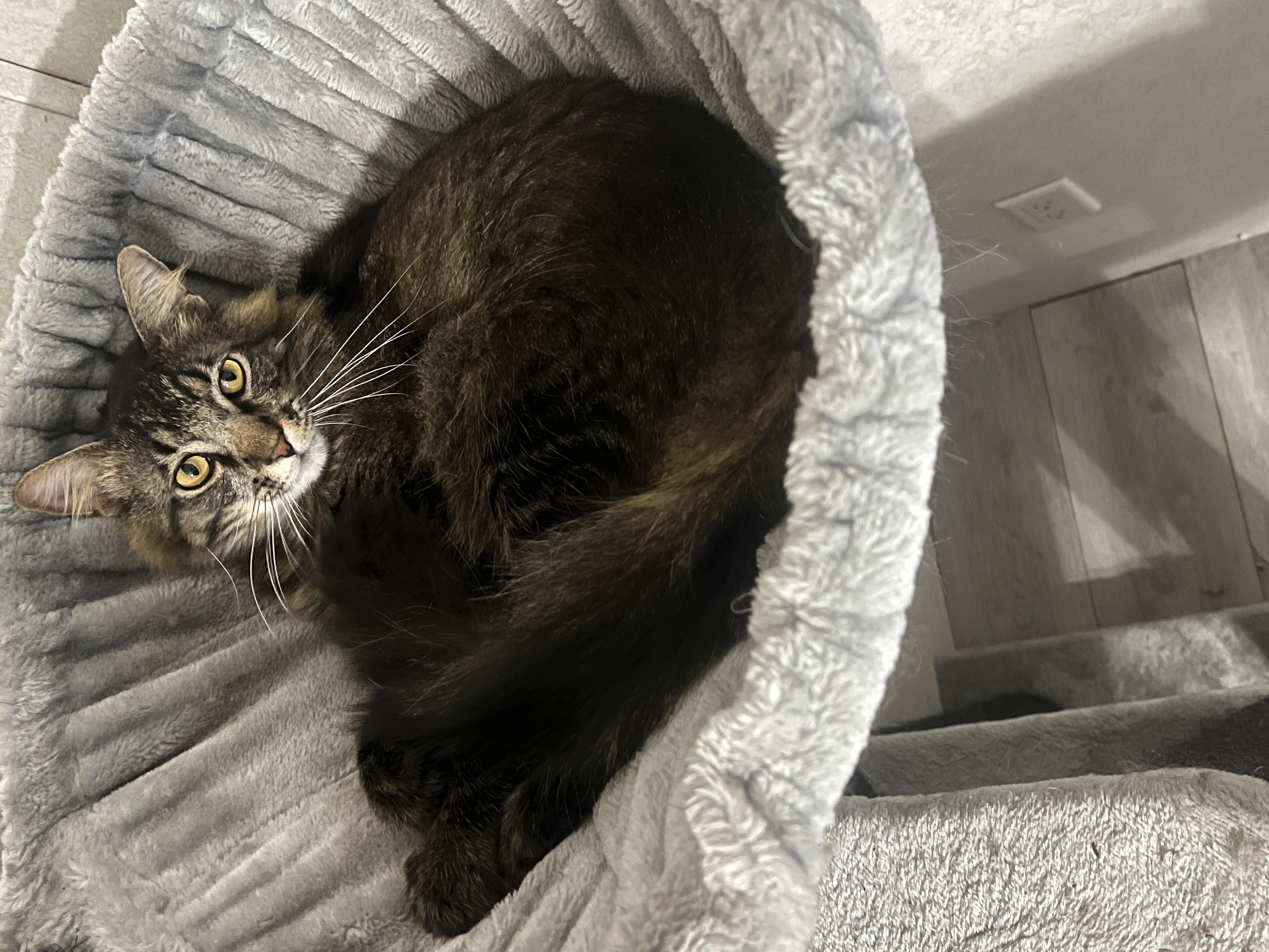 Enlarge Gus, an adoptable Domestic Long Hair in Jacksonville, FL image 3/5