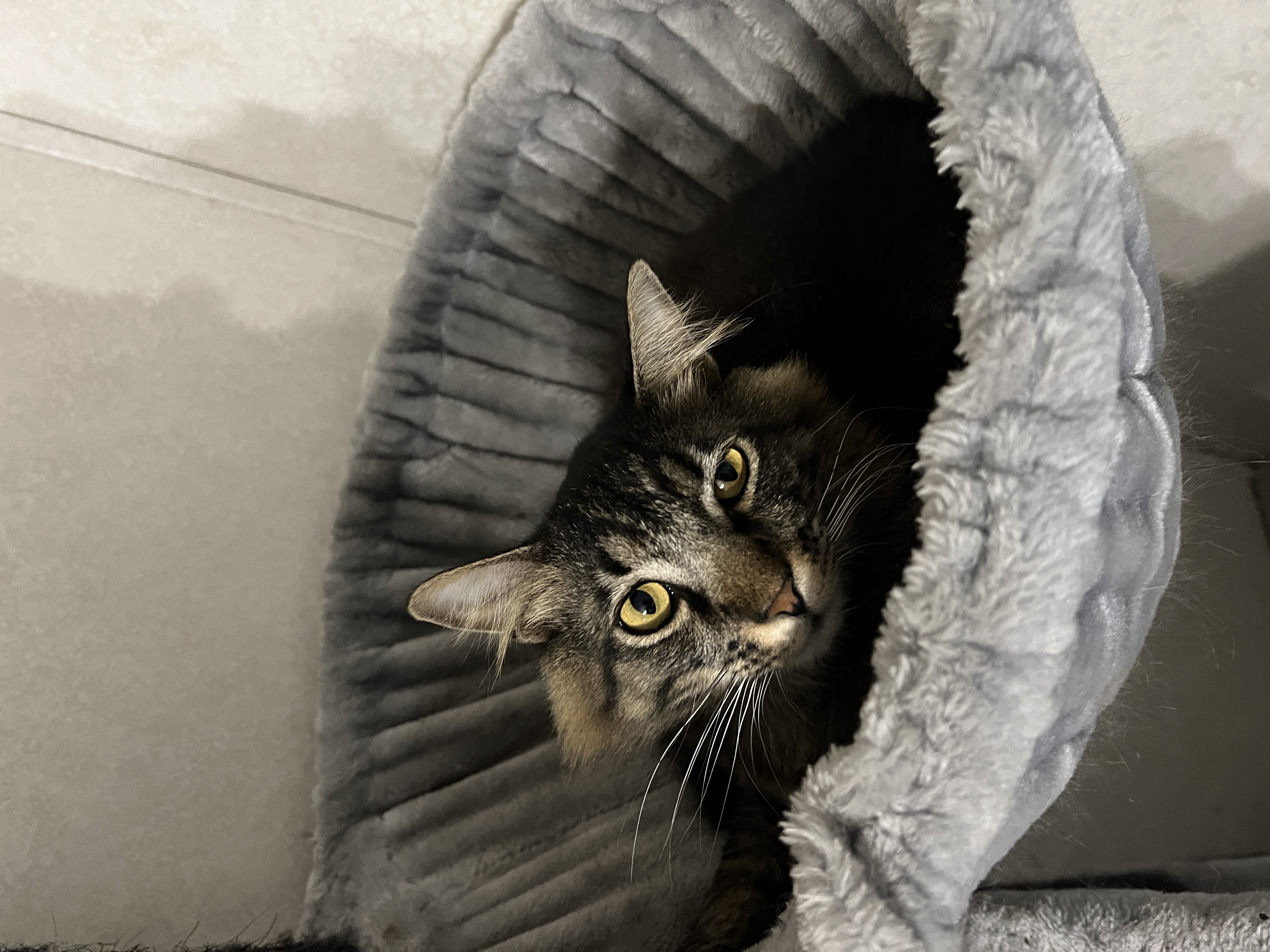 Enlarge Gus, an adoptable Domestic Long Hair in Jacksonville, FL image 5/5