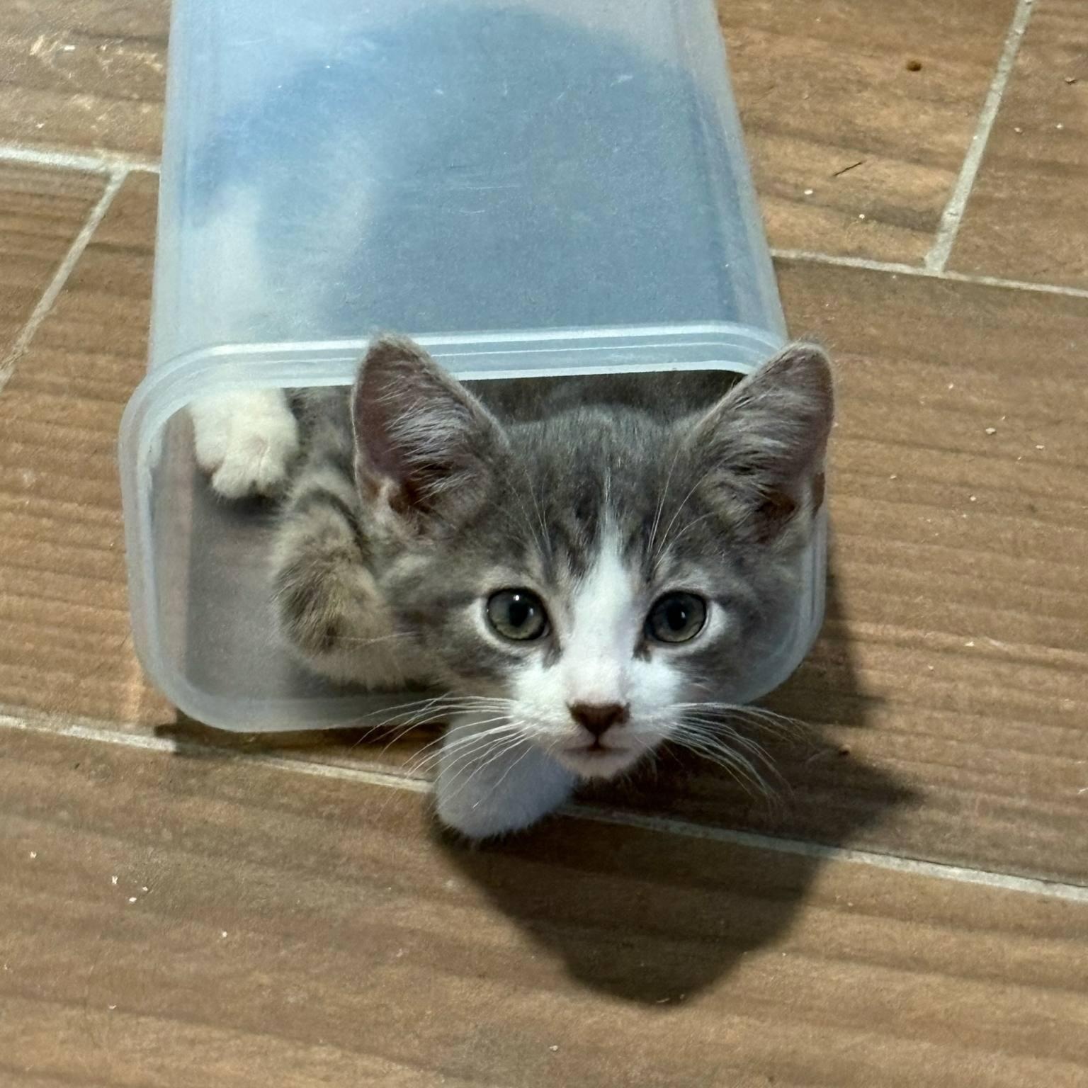 Azriel (Tara-Fostered in New England) photo 3
