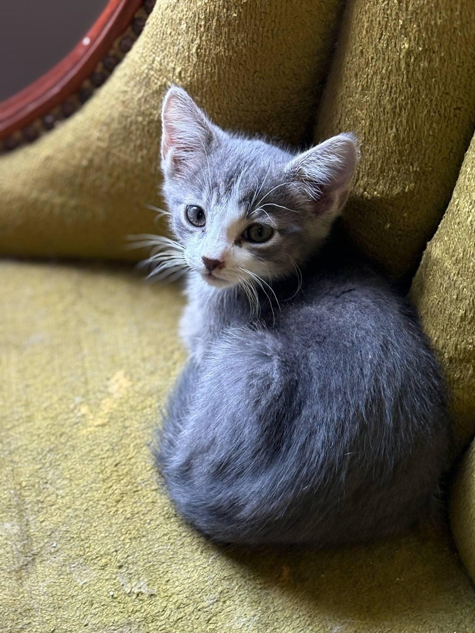 Azriel (Tara-Fostered in New England) photo 4