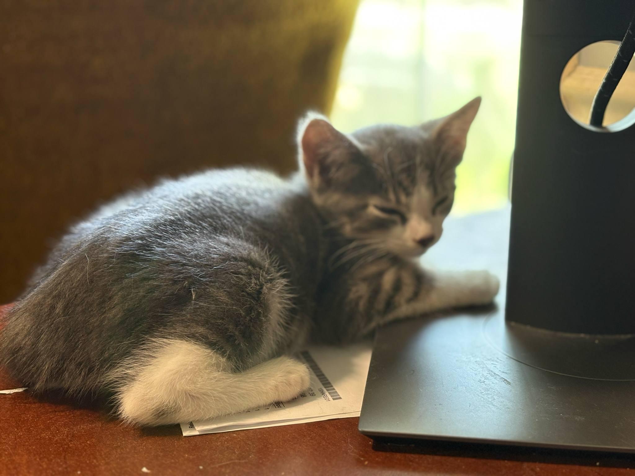 Azriel (Tara-Fostered in New England) photo 5