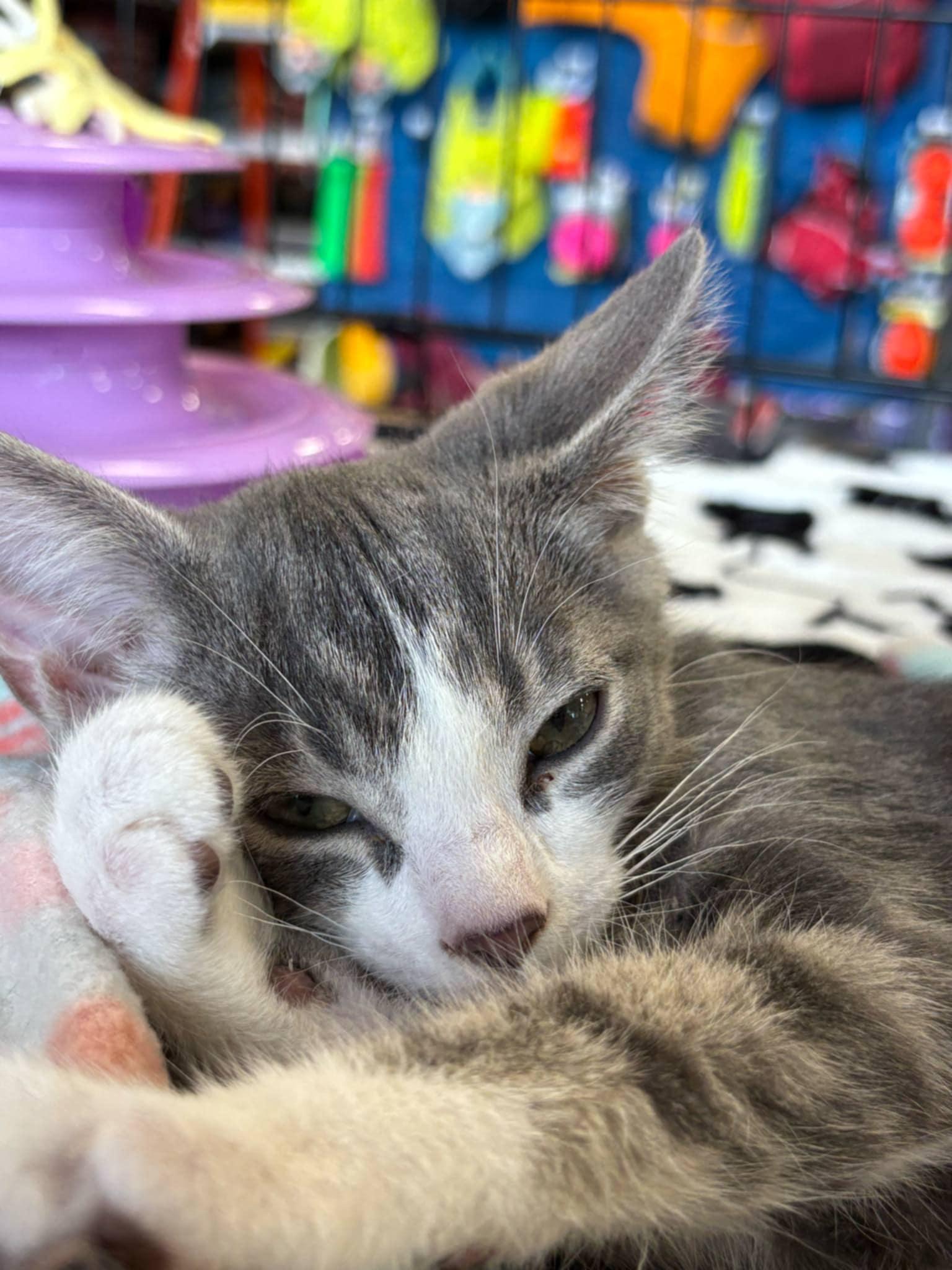 Azriel (BSM-Fostered in TN), Baby Male unknown