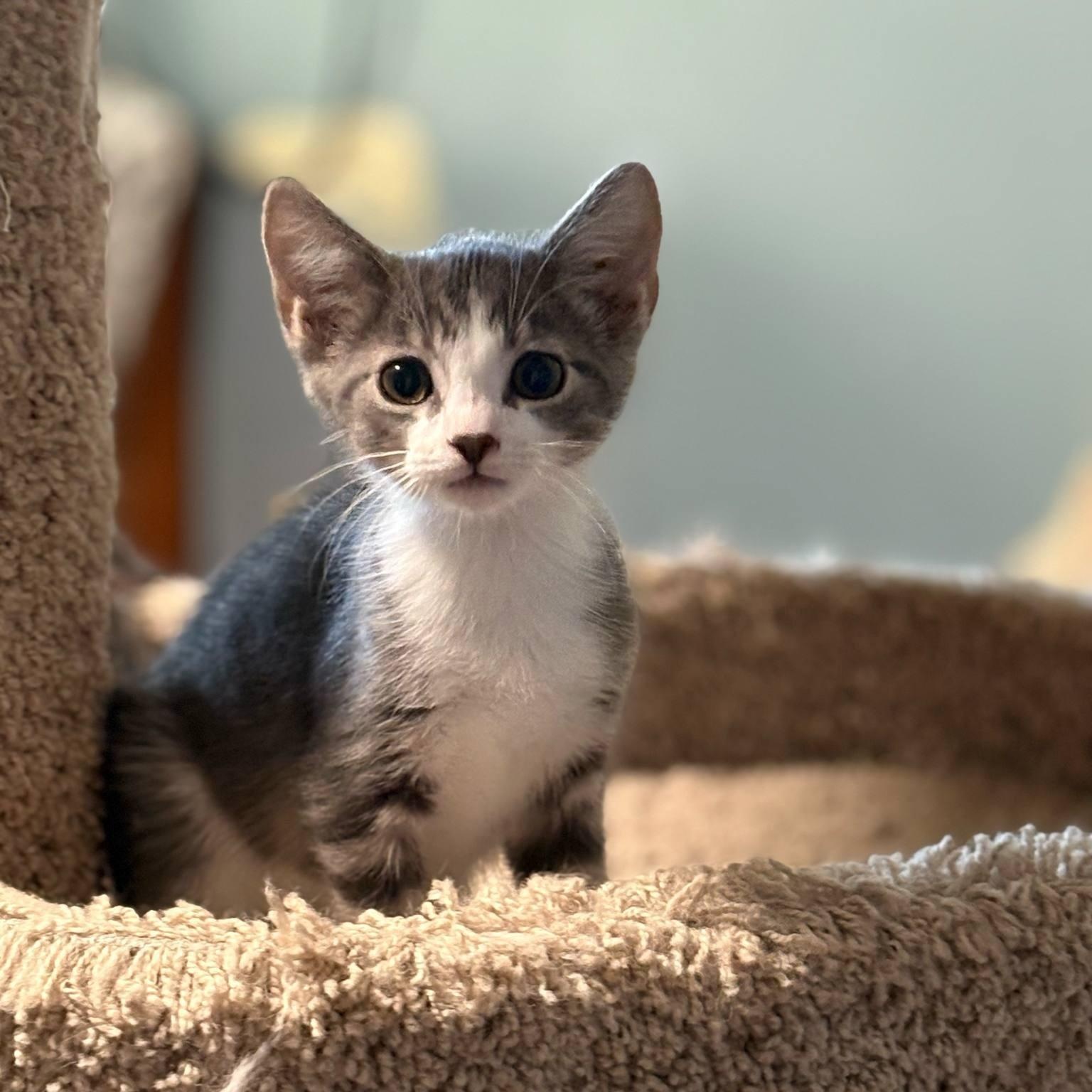 Azriel (Tara-Fostered in New England), Baby Male unknown
