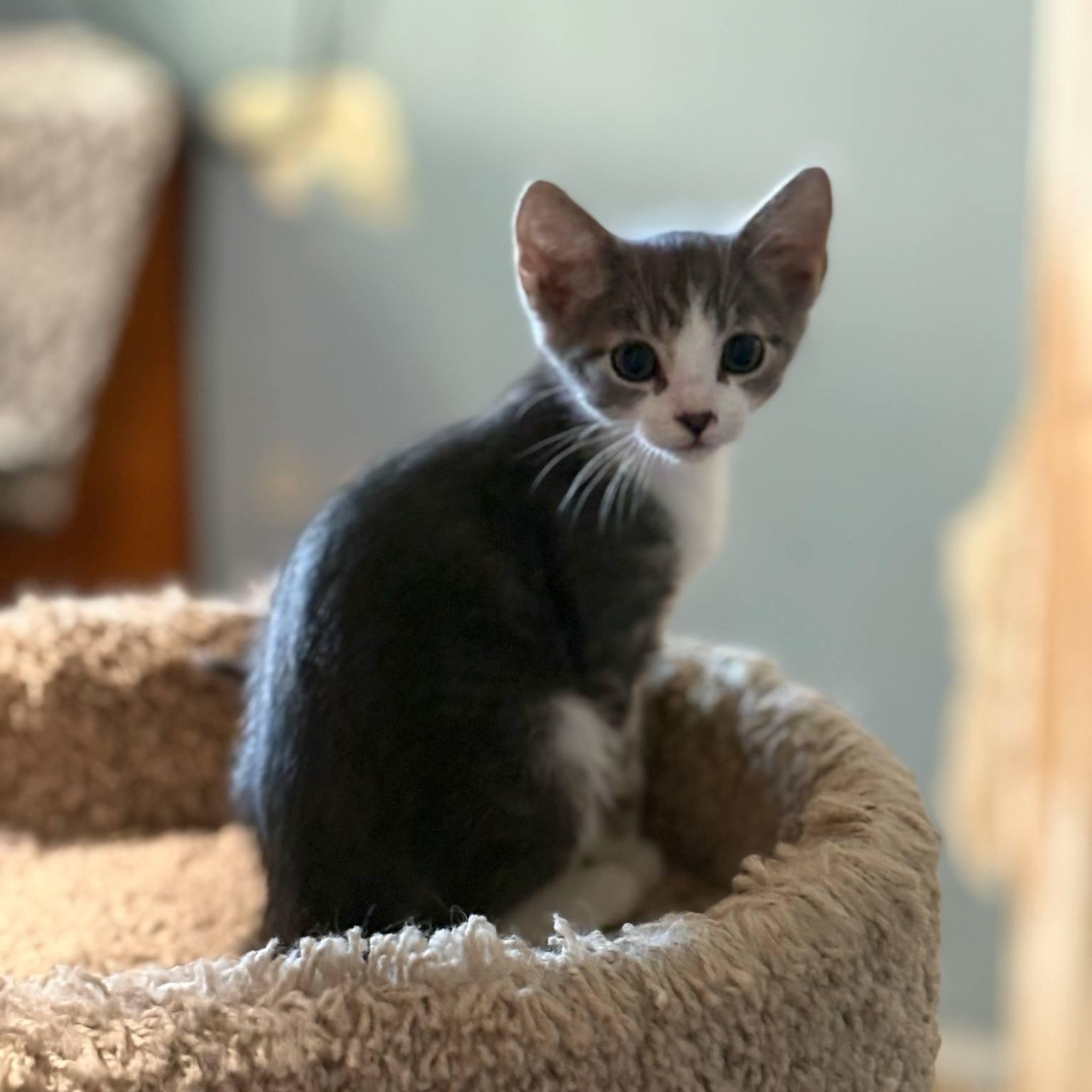 Azriel (Tara-Fostered in New England) photo 6