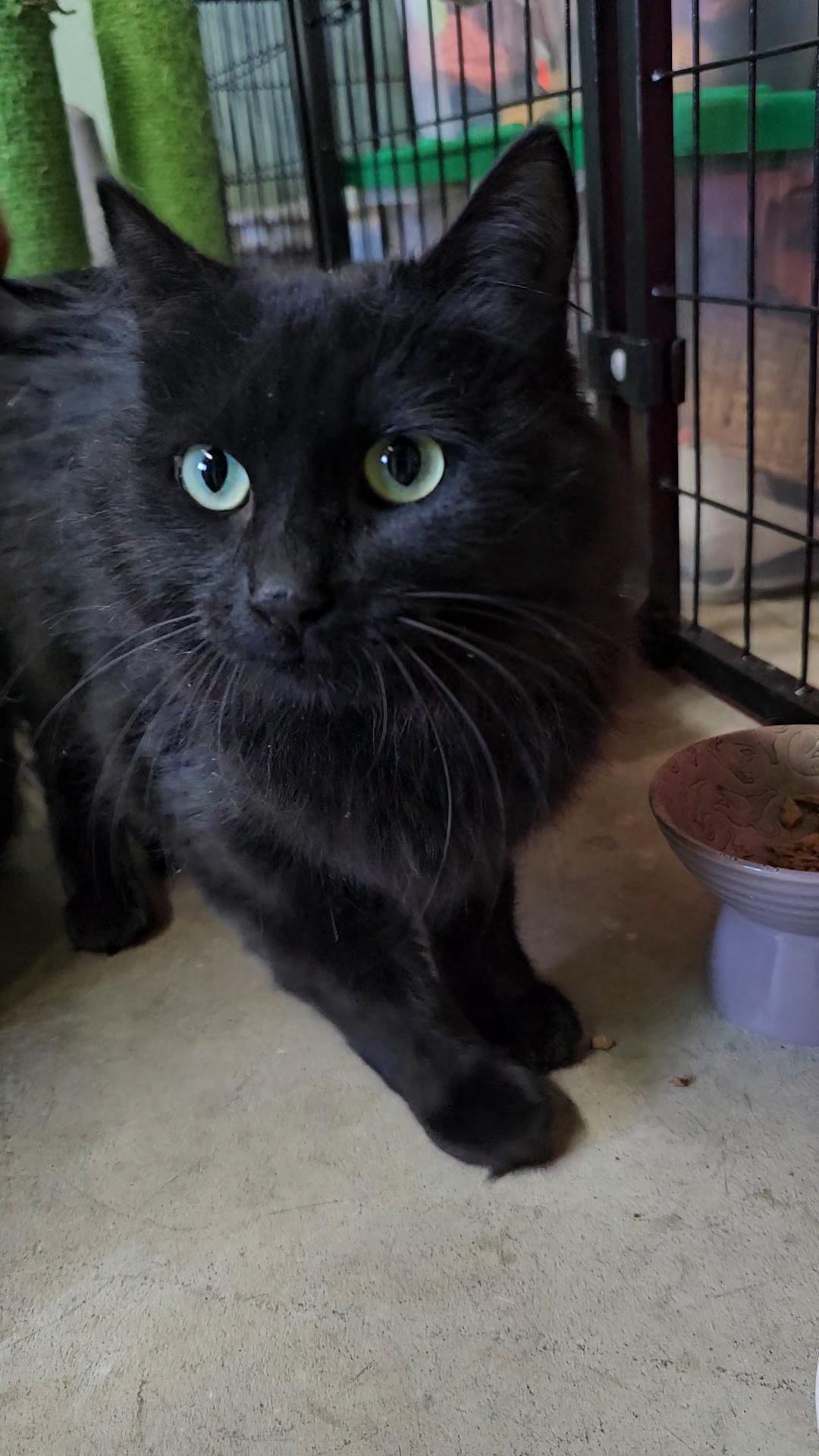 Myst, an adoptable American Shorthair in Pinedale, WY, 82941 | Photo Image 2
