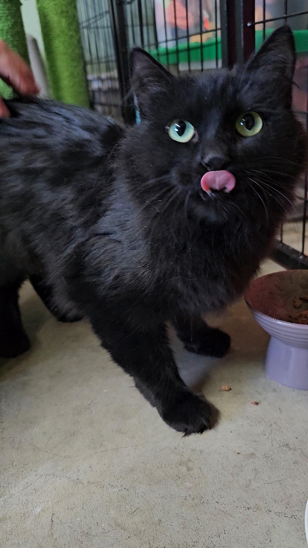 Myst, an adoptable American Shorthair in Pinedale, WY, 82941 | Photo Image 1