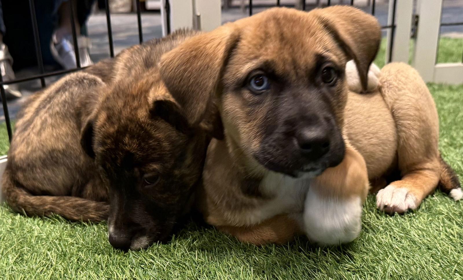 Stormy, a Adopted mixed breed in Sanford, FL image 1/3