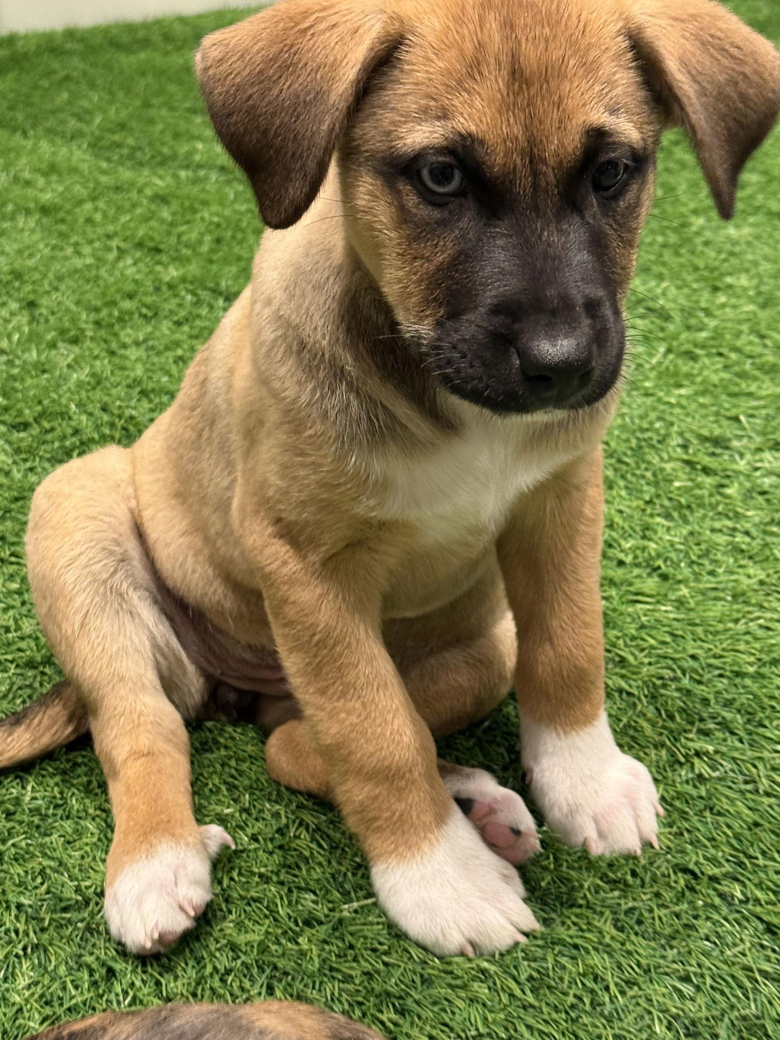 Stormy, a Adopted mixed breed in Sanford, FL image 2/3