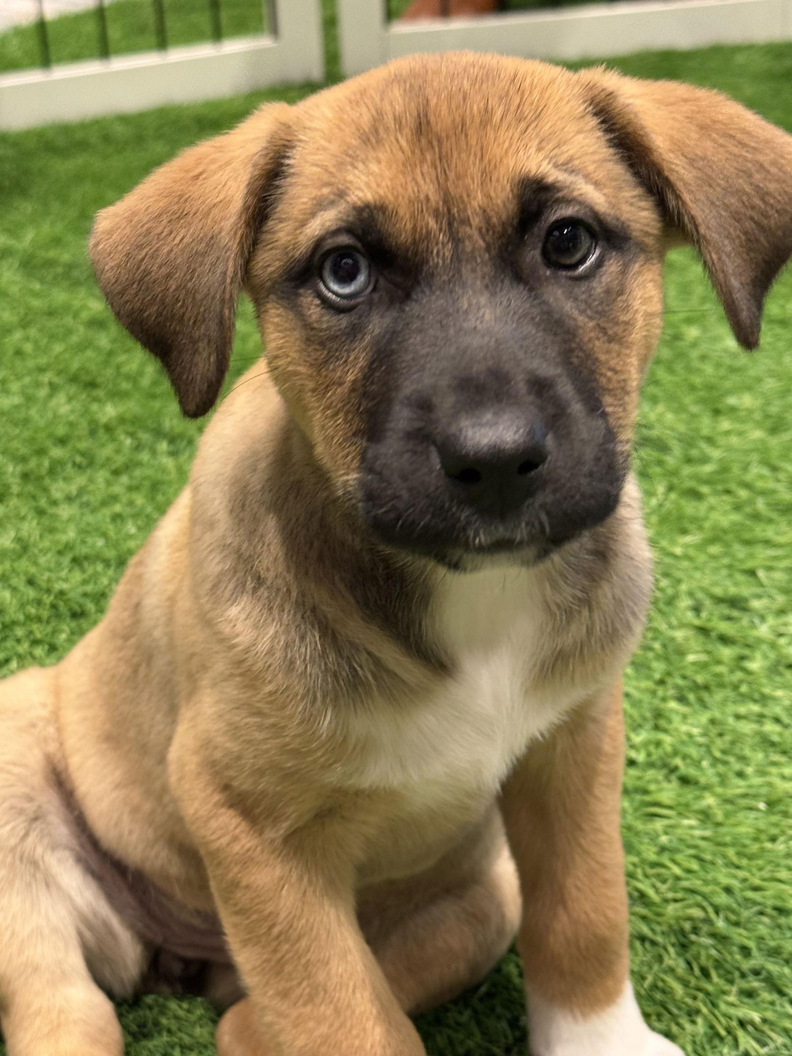 Stormy, a Adopted mixed breed in Sanford, FL image 3/3