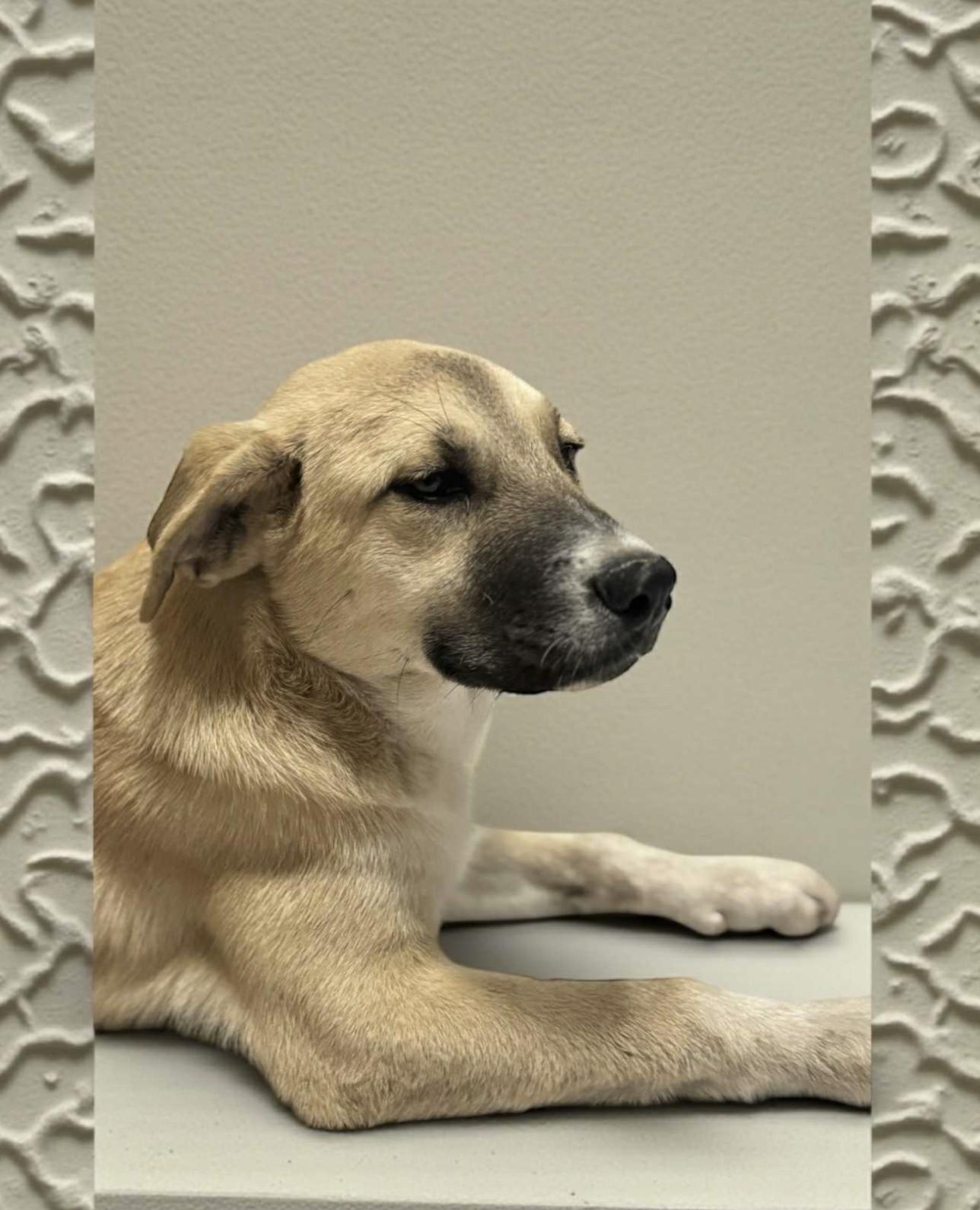 Augustus — thumbnail 5