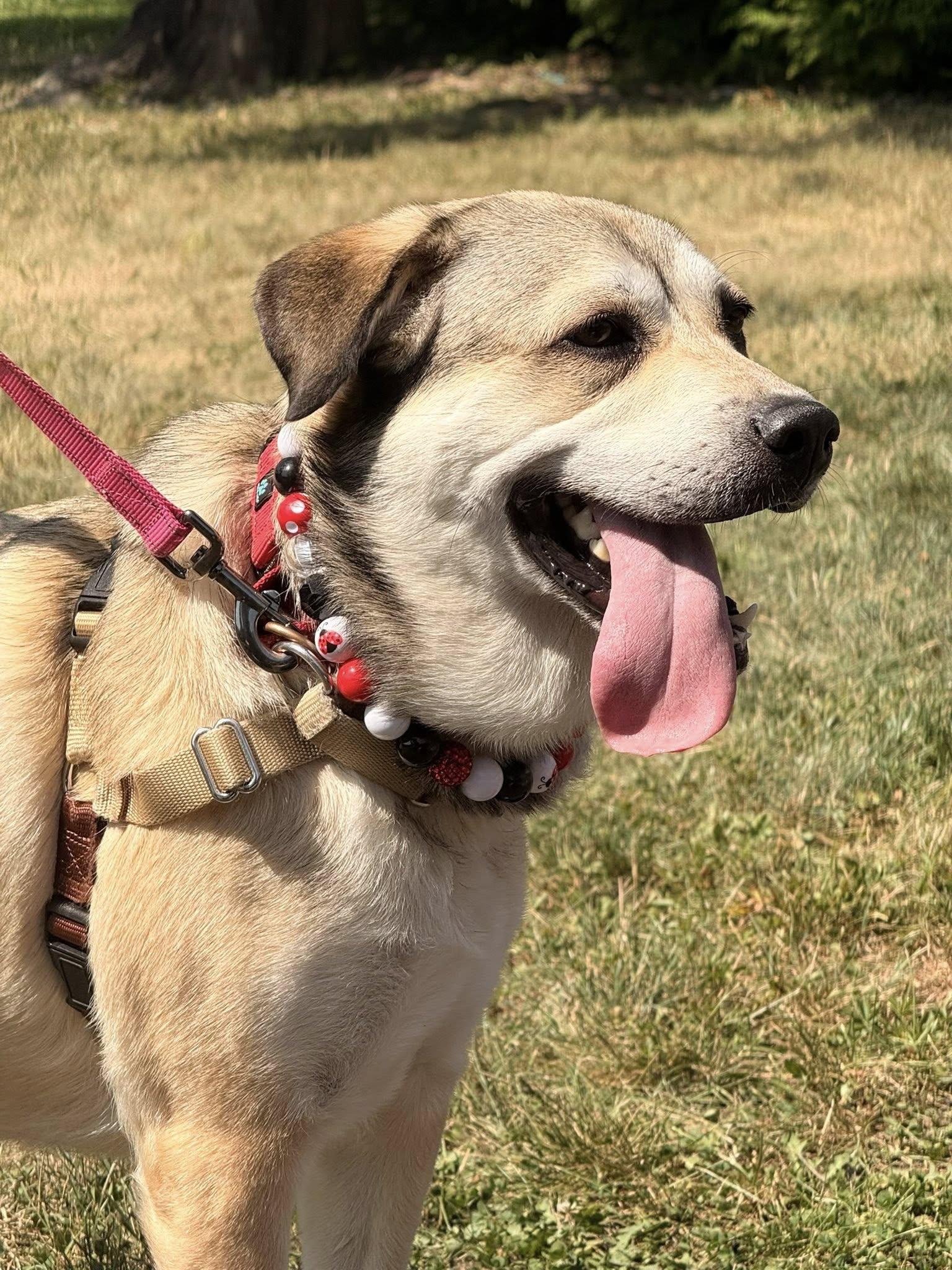 Enlarge Chilli, a Adoptable mixed breed in Chester, NJ image 1/3