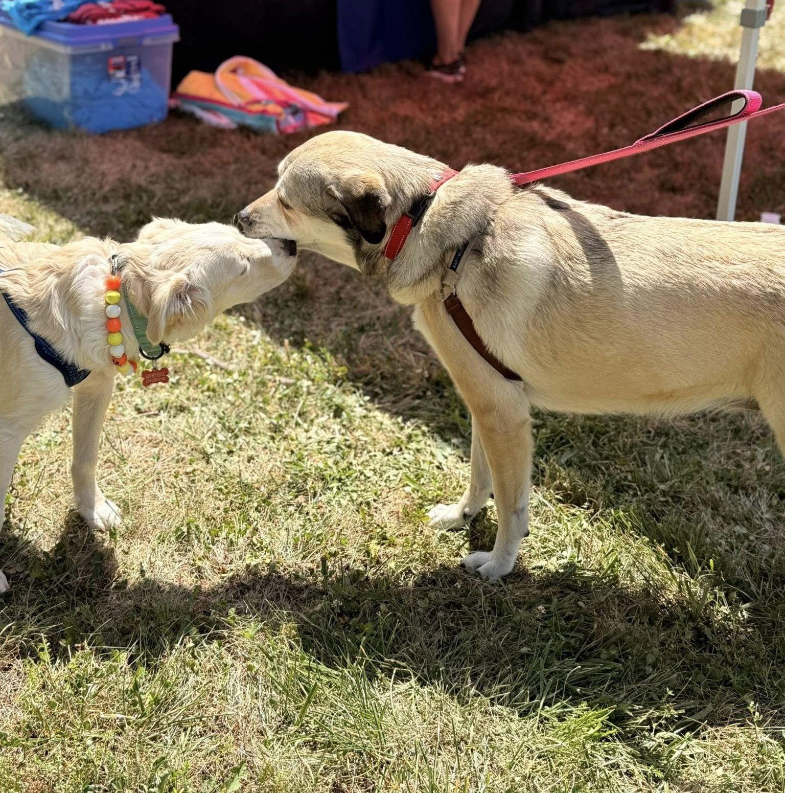 Chilli, Adoptable, Adult Female Shepherd & Labrador Retriever.