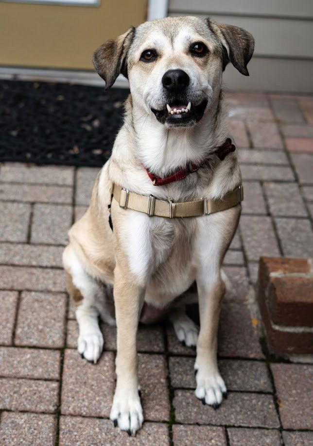 Chilli, a Adoptable mixed breed in Chester, NJ image 2/3