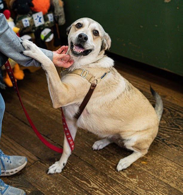 Chilli, Adoptable, Adult Female Shepherd & Labrador Retriever.