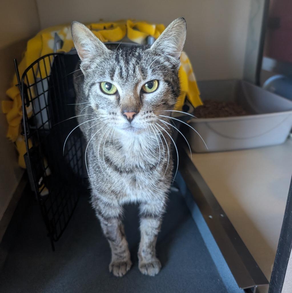 Hopscotch, Adoptable, Young Female Domestic Short Hair.