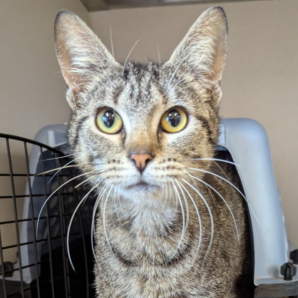 Enlarge Hopscotch, a Adoptable mixed breed in Aberdeen, WA image 2/3