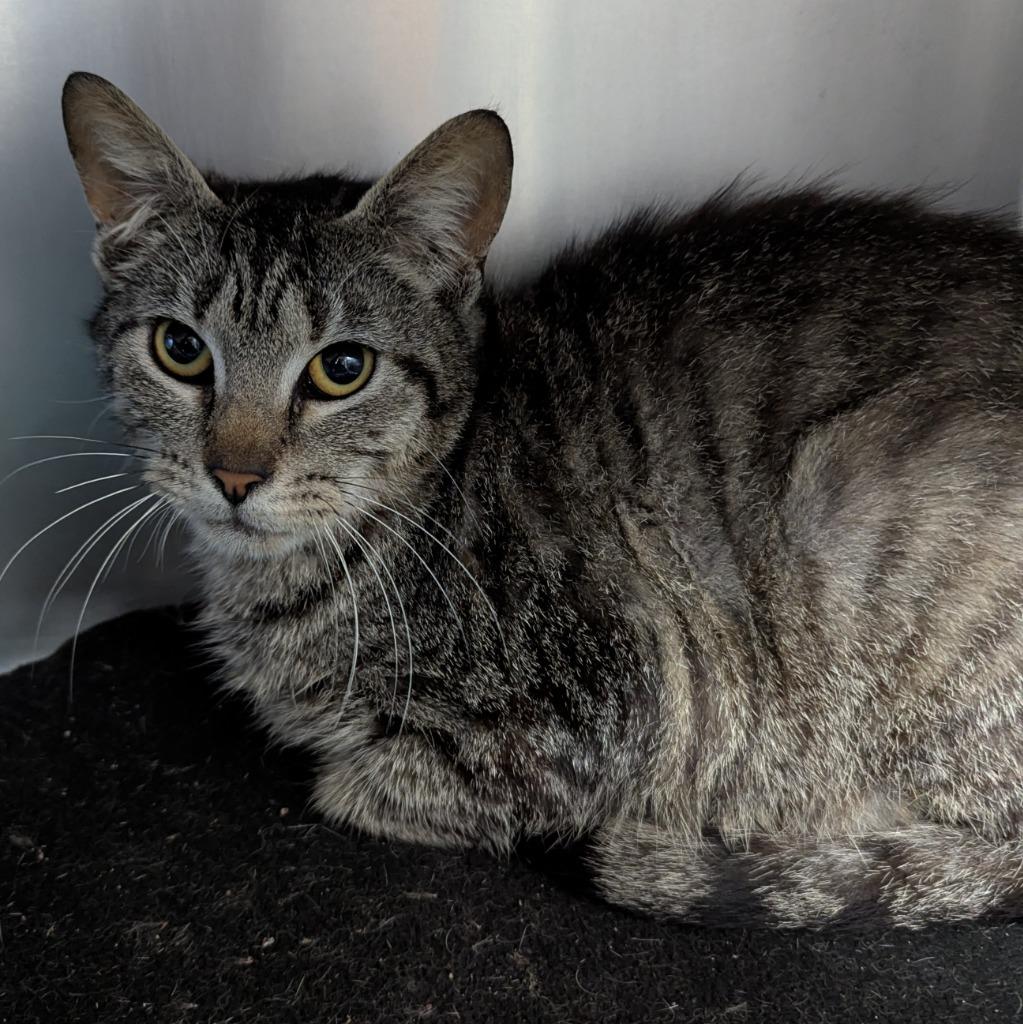 Enlarge Hopscotch, a Adoptable mixed breed in Aberdeen, WA image 3/3