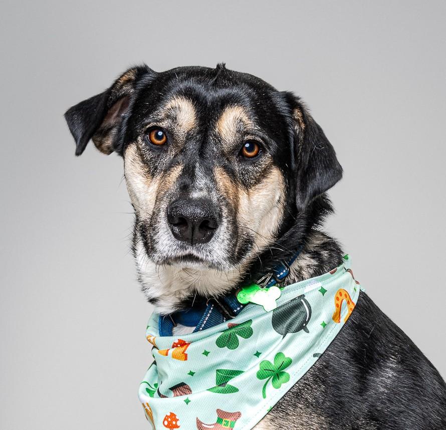 Granby, an adoptable mixed breed in Itasca, IL image 1/6