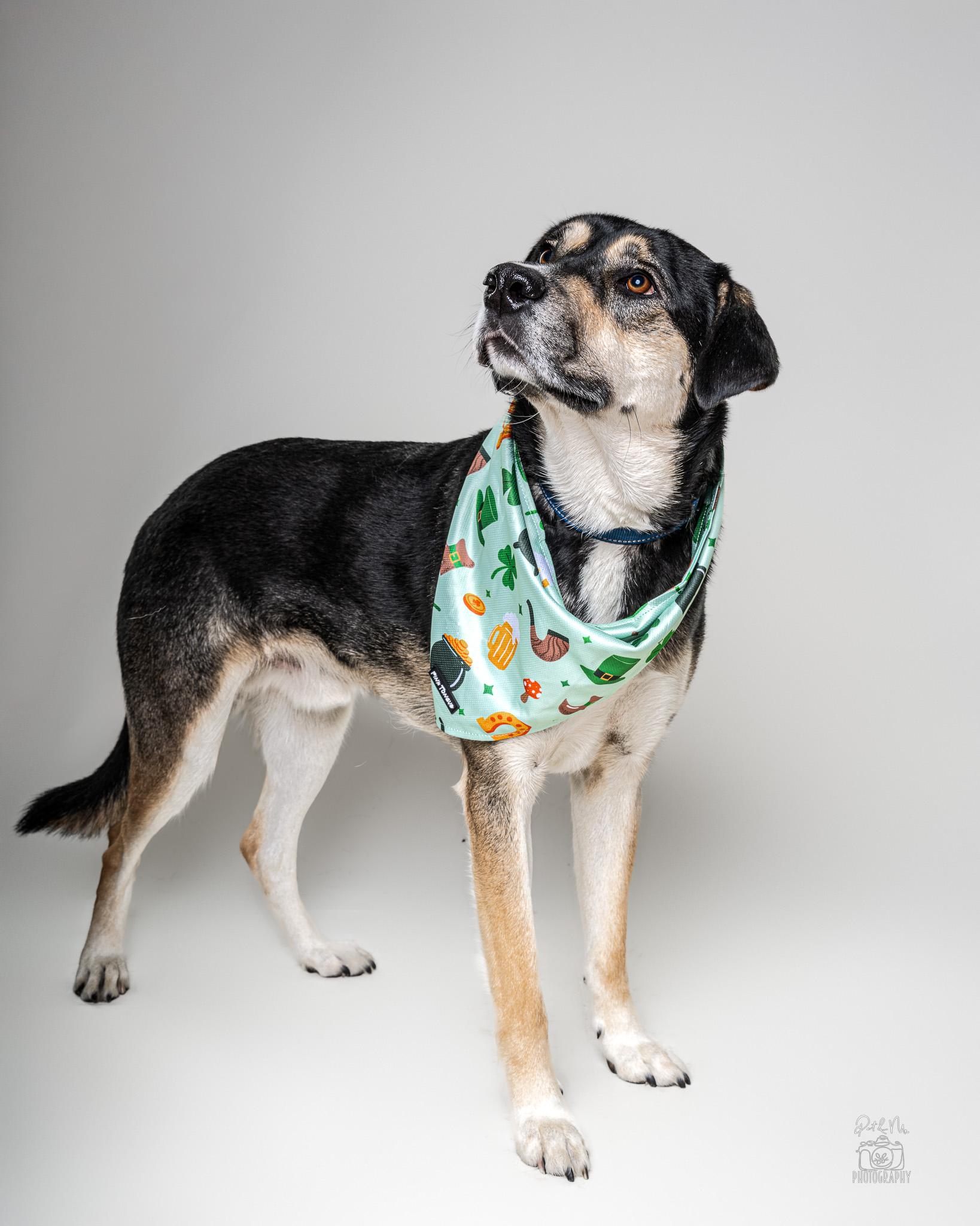 Granby, an adoptable mixed breed in Itasca, IL image 3/6
