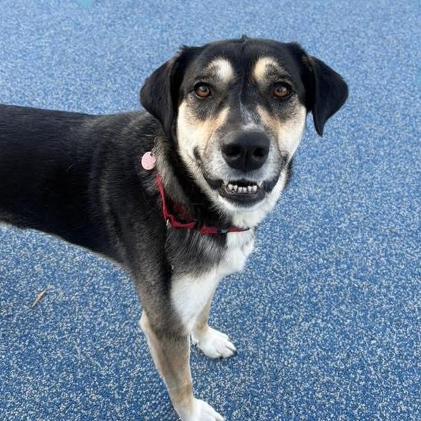 Granby, adoptable, Young Male Great Pyrenees & Siberian Husky.