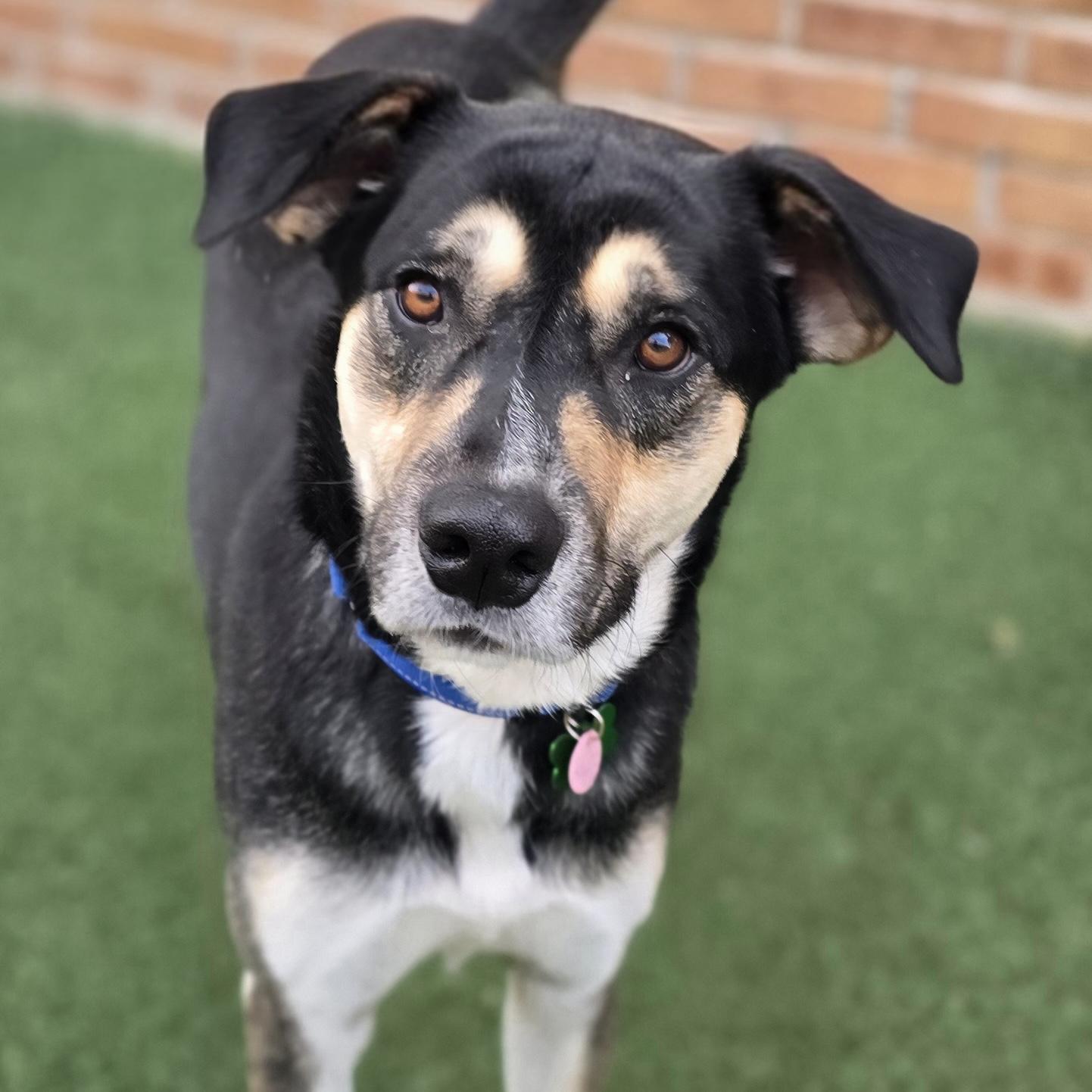 Granby, a Adoptable mixed breed in Itasca, IL image 4/6