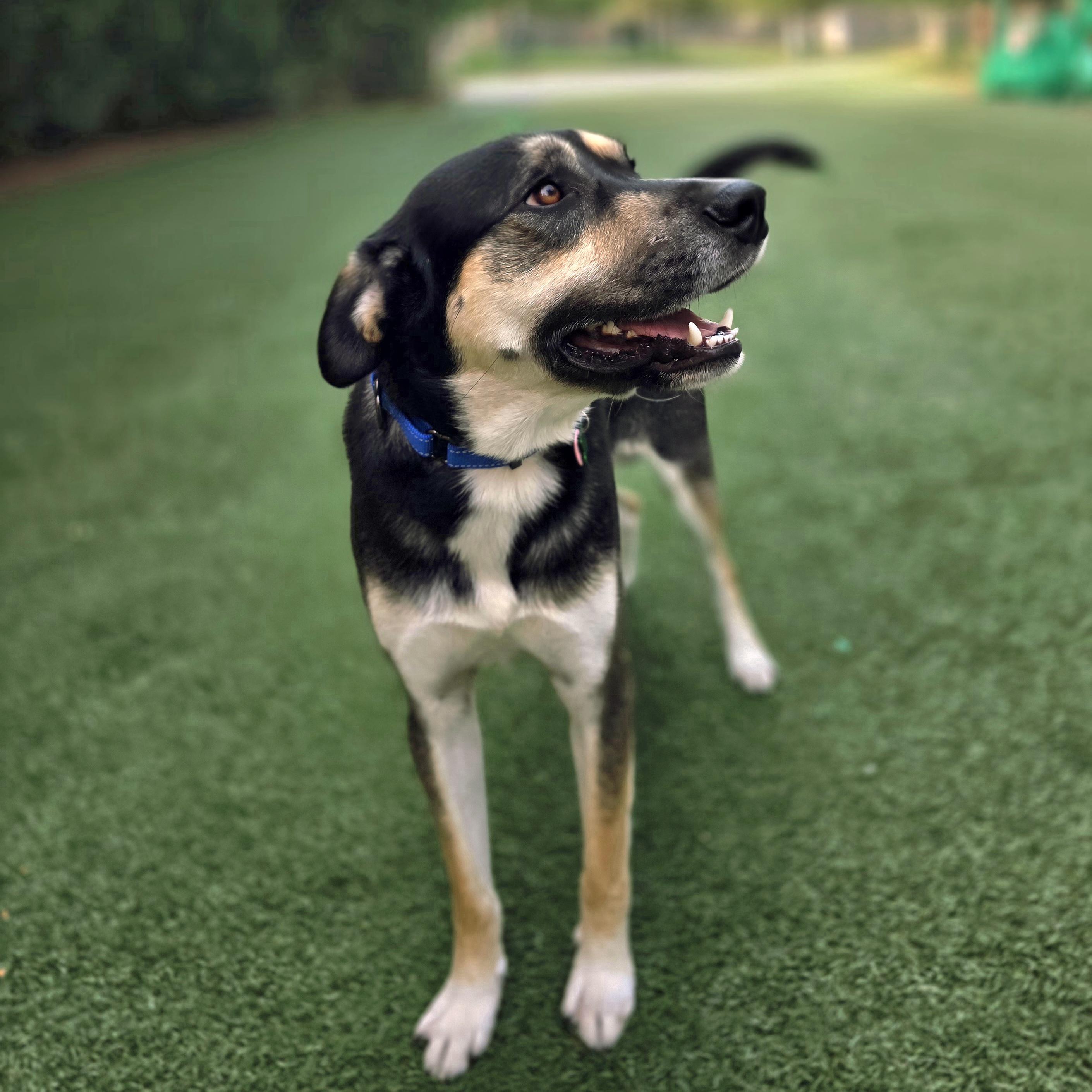 Granby, a Adoptable mixed breed in Itasca, IL image 6/6