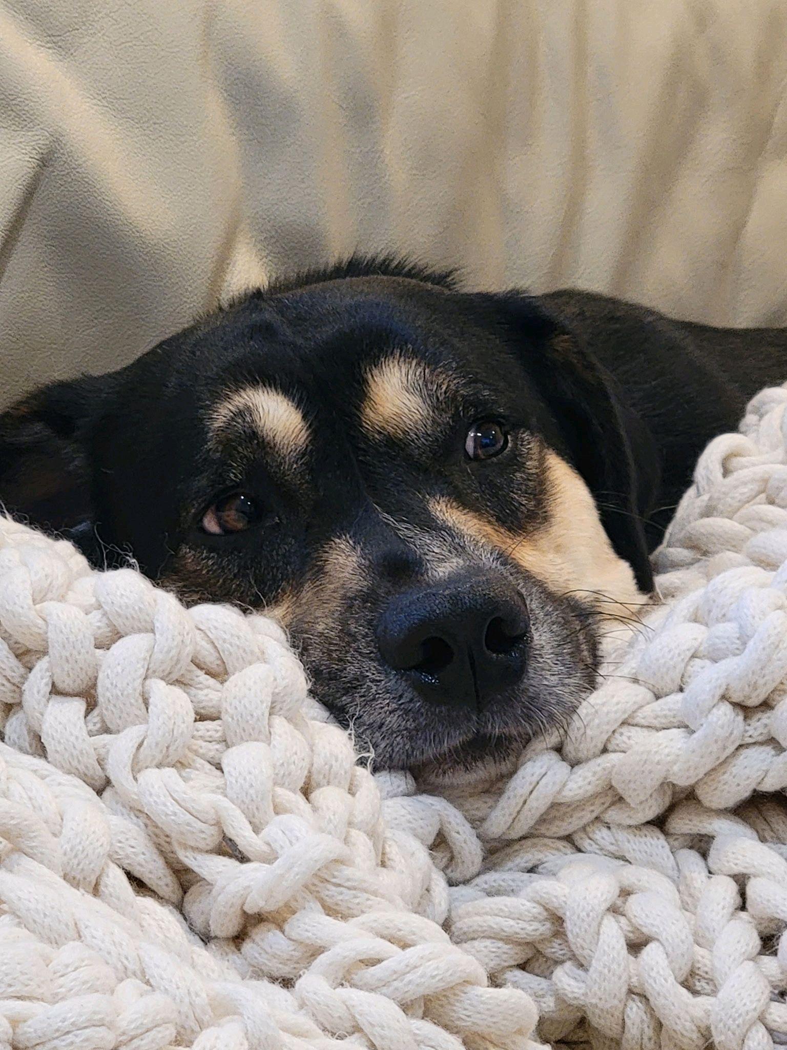 Granby, a Adoptable mixed breed in Itasca, IL image 5/6