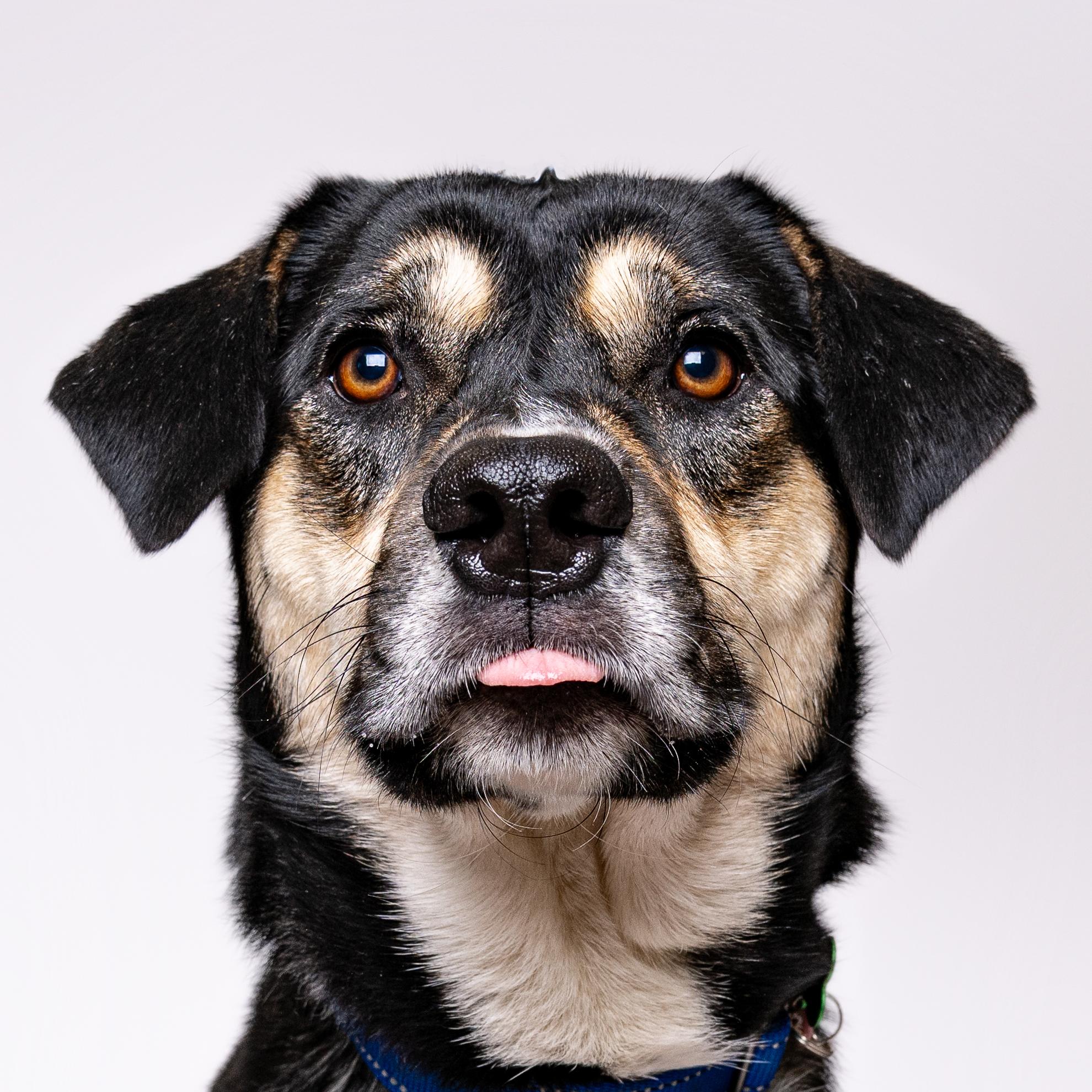 Granby, a Adoptable mixed breed in Itasca, IL image 1/6